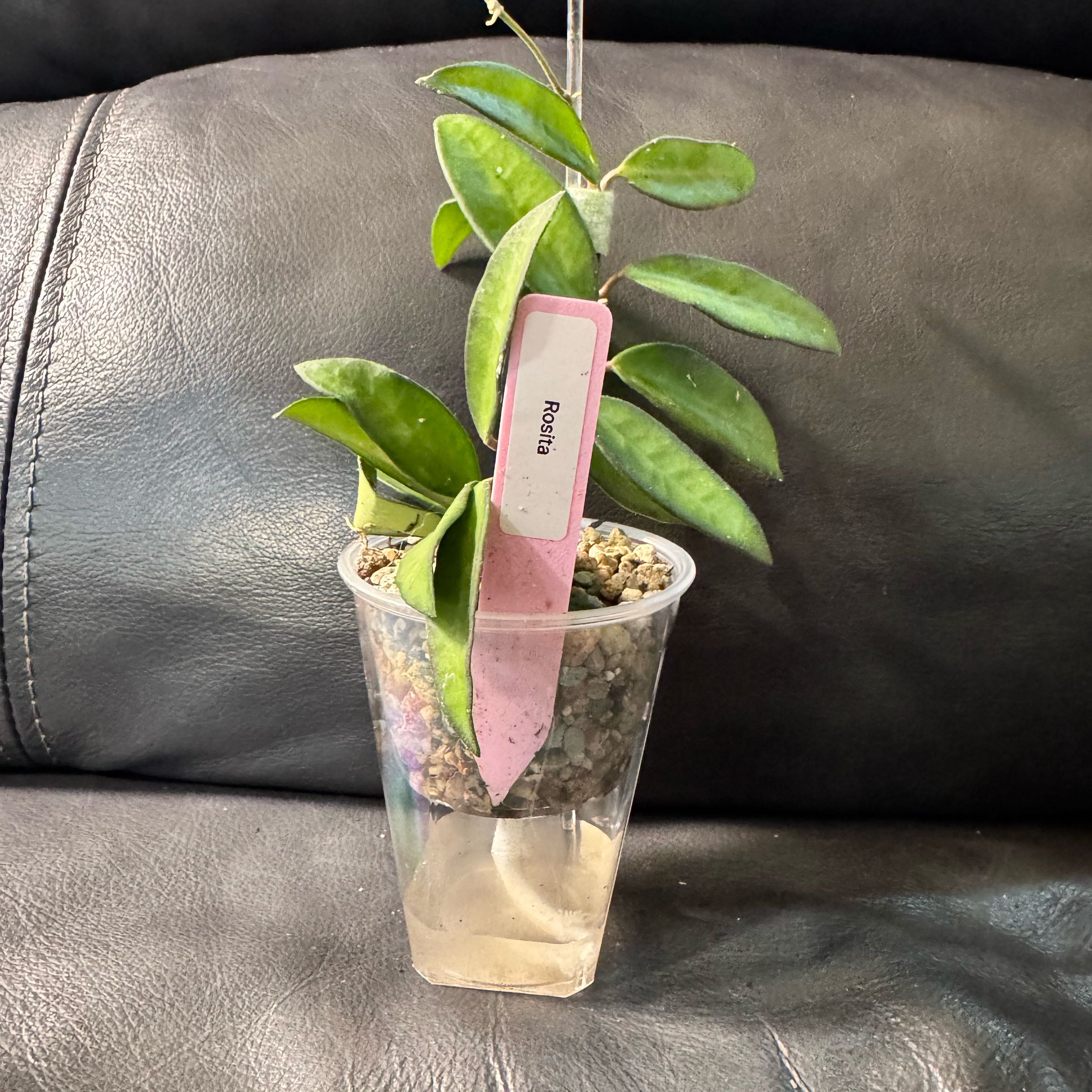 Photo of the plant species Hoya 'Rosita' by @ChosenProlifica named LiloStitch on Greg, the plant care app