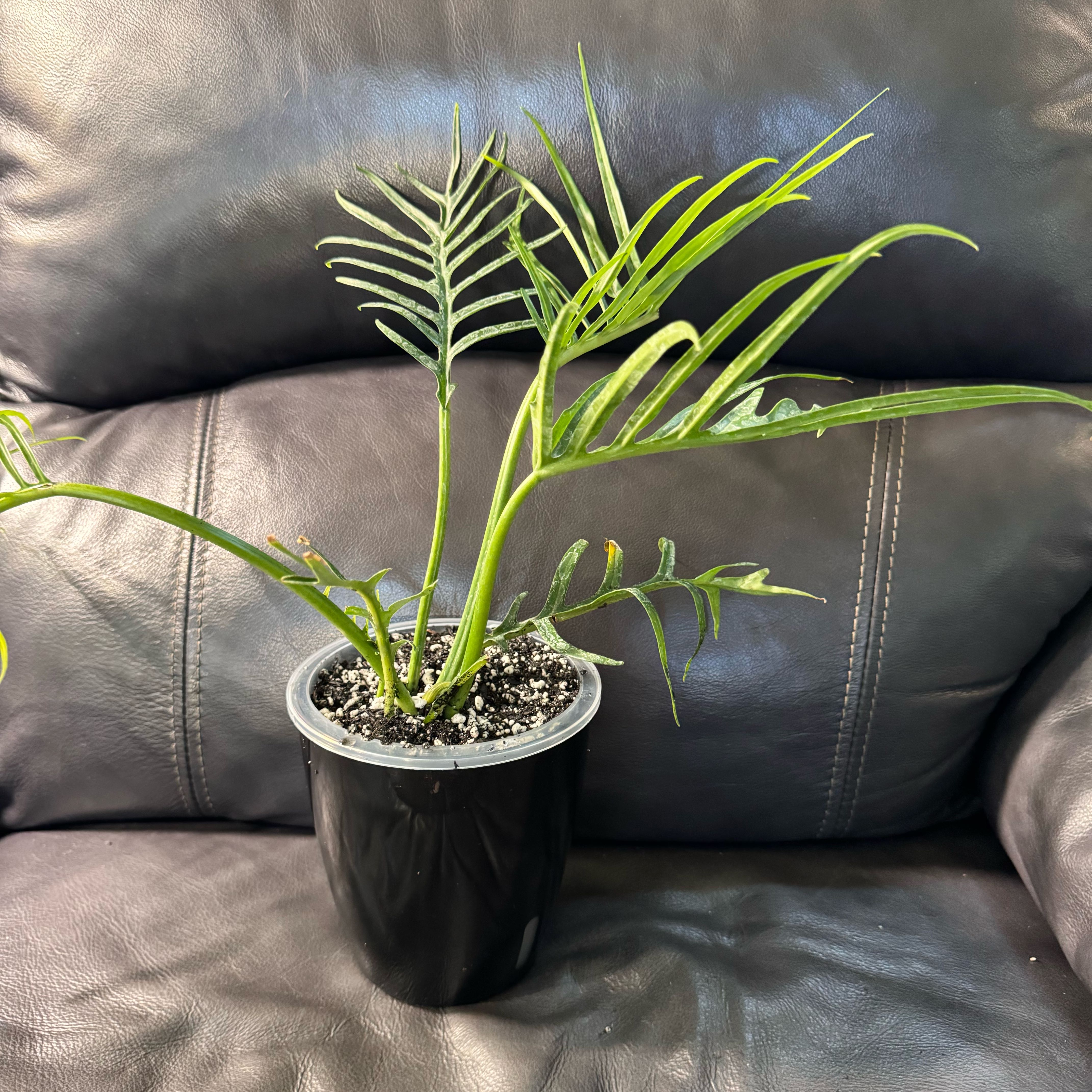 Photo of the plant species Philodendron tortum by @ChosenProlifica named Leonardo on Greg, the plant care app