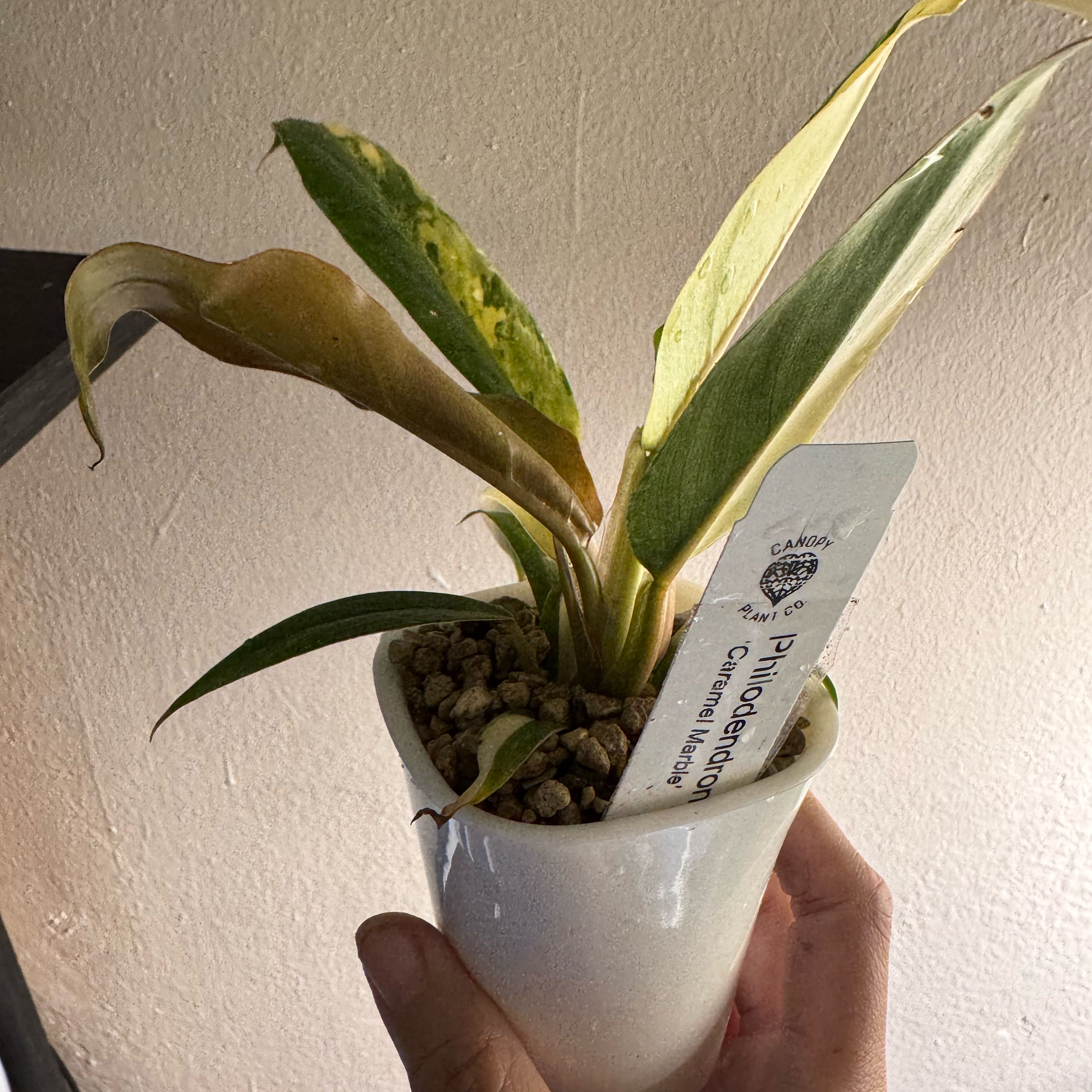 Photo of the plant species Carmel Marble Philodendron by @ChosenProlifica named Leonardo on Greg, the plant care app