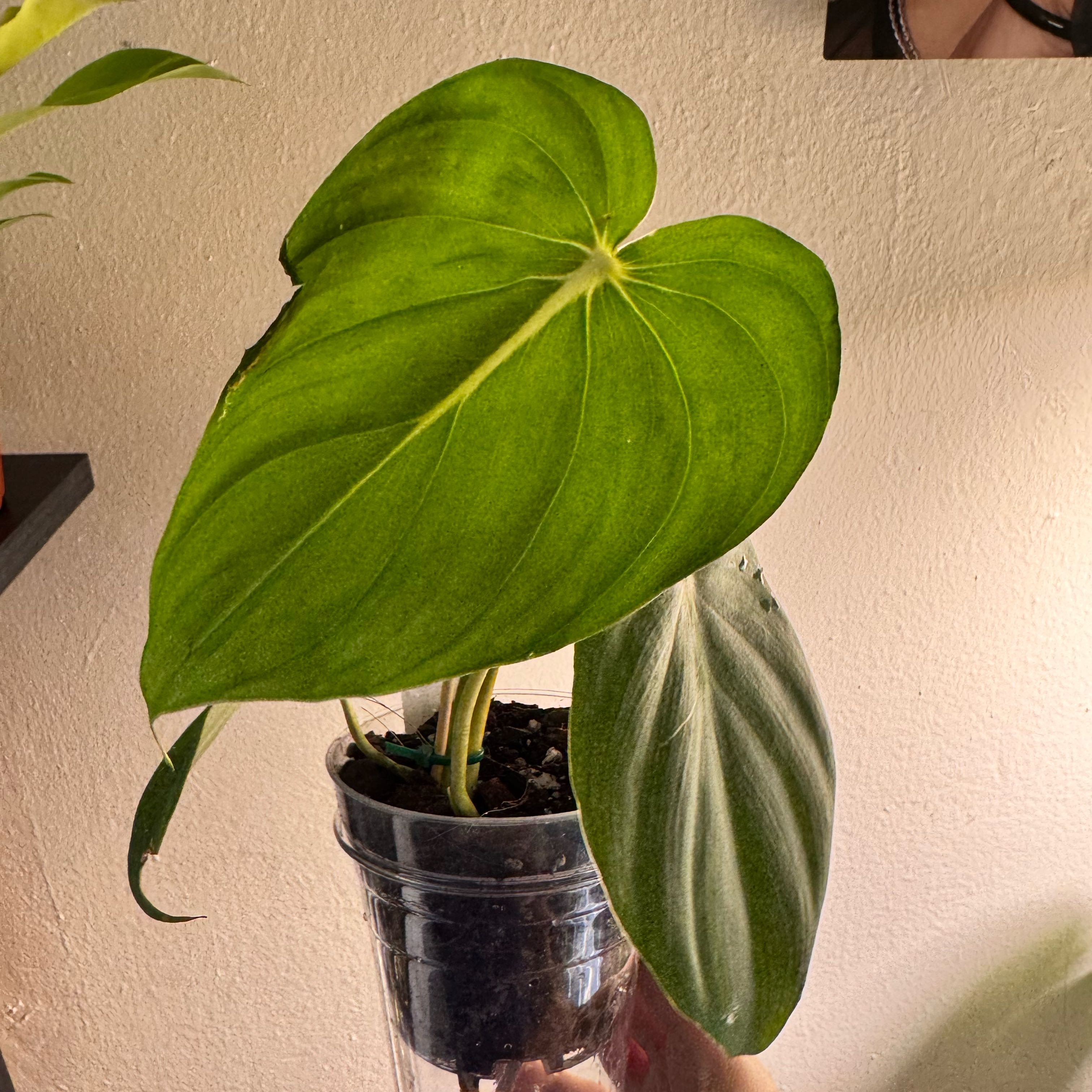 Photo of the plant species Philodendron 'Silver Cloud' by @ChosenProlifica named Khaleesi on Greg, the plant care app
