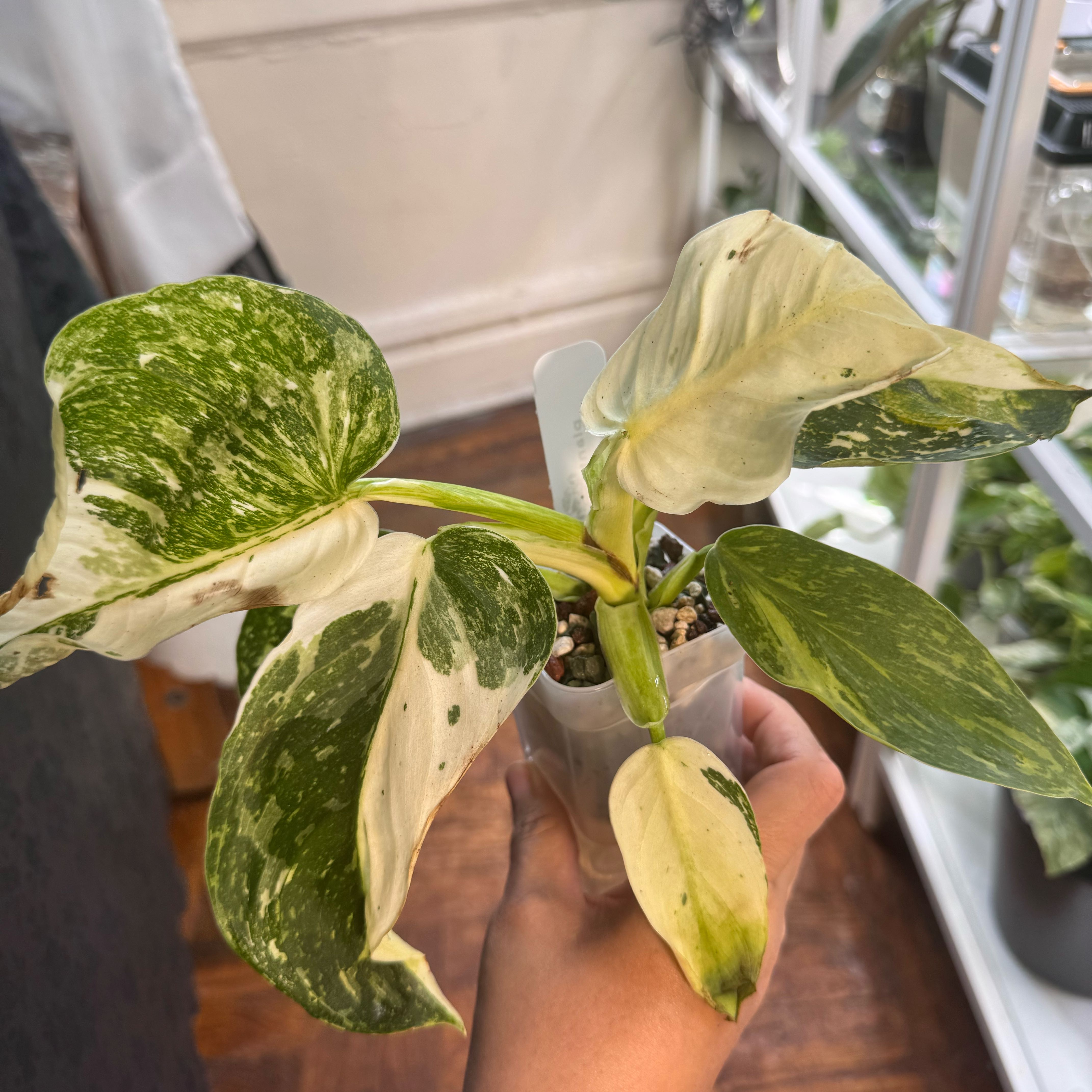 Photo of the plant species Philodendron 'Jose Buono' by @ChosenProlifica named Tolkien on Greg, the plant care app