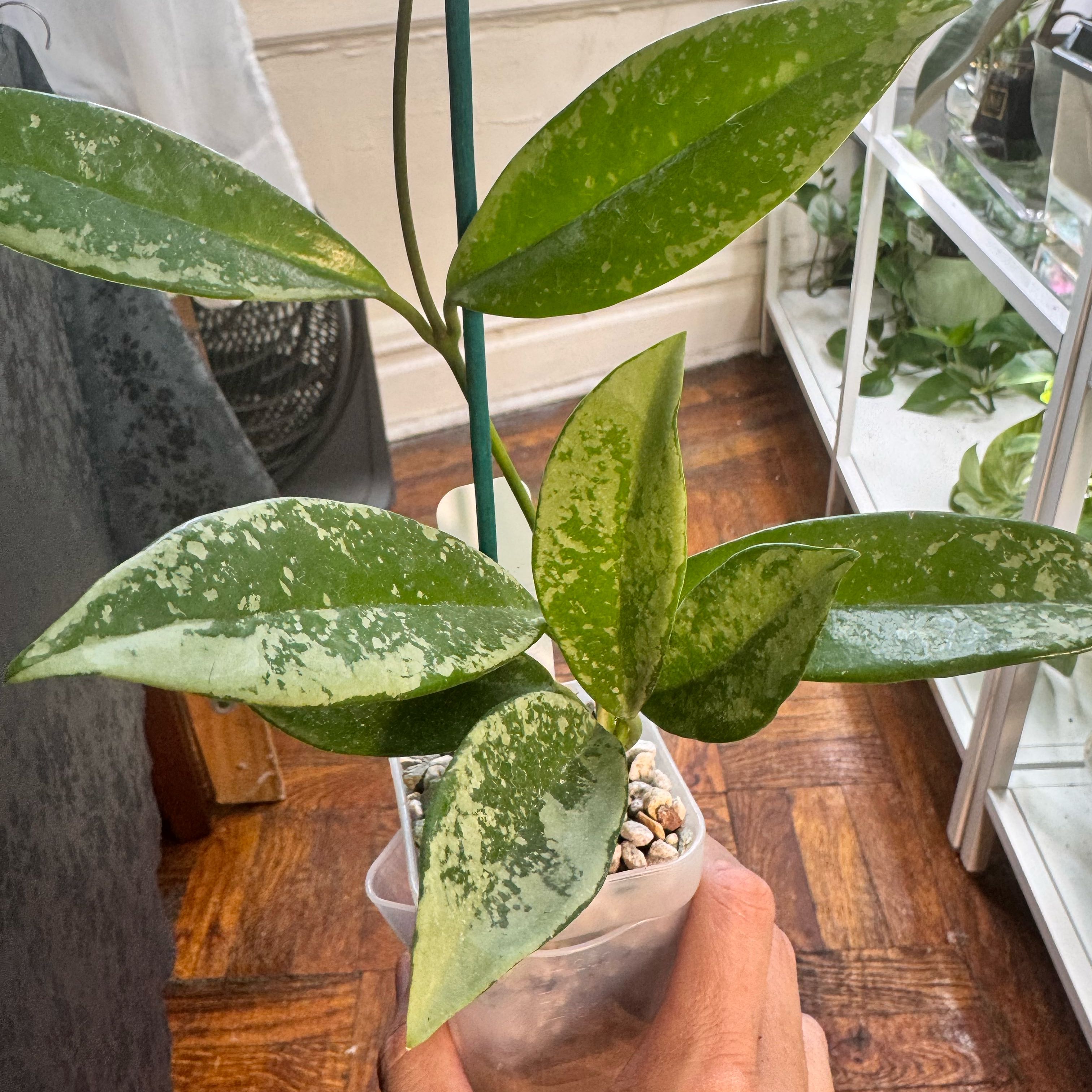 Photo of the plant species Hoya AH-074 by @ChosenProlifica named Shakira on Greg, the plant care app