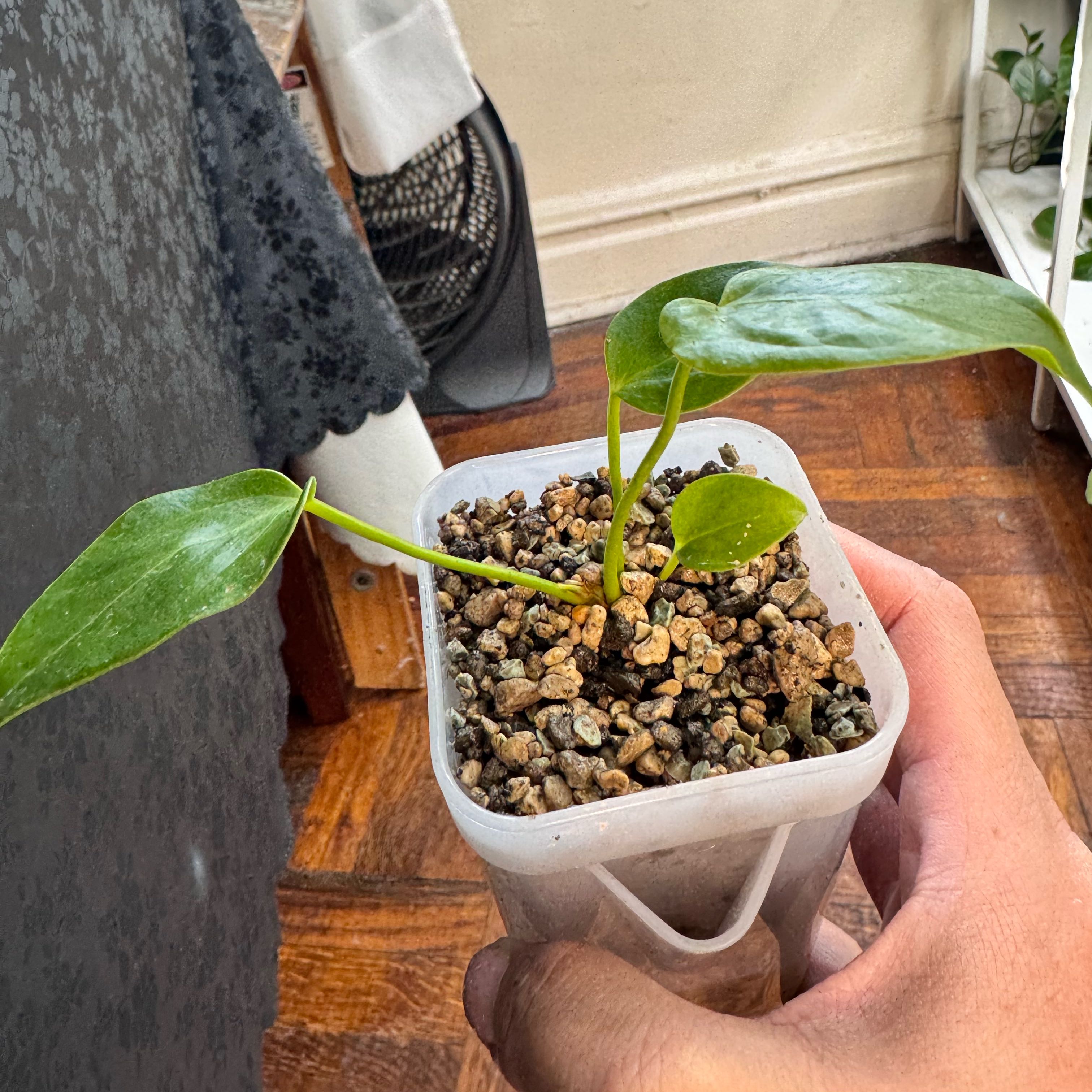 Photo of the plant species Anthurium Crystallinum x (Ace of Spades x Papillilaminum) by @ChosenProlifica named Hemingway on Greg, the plant care app