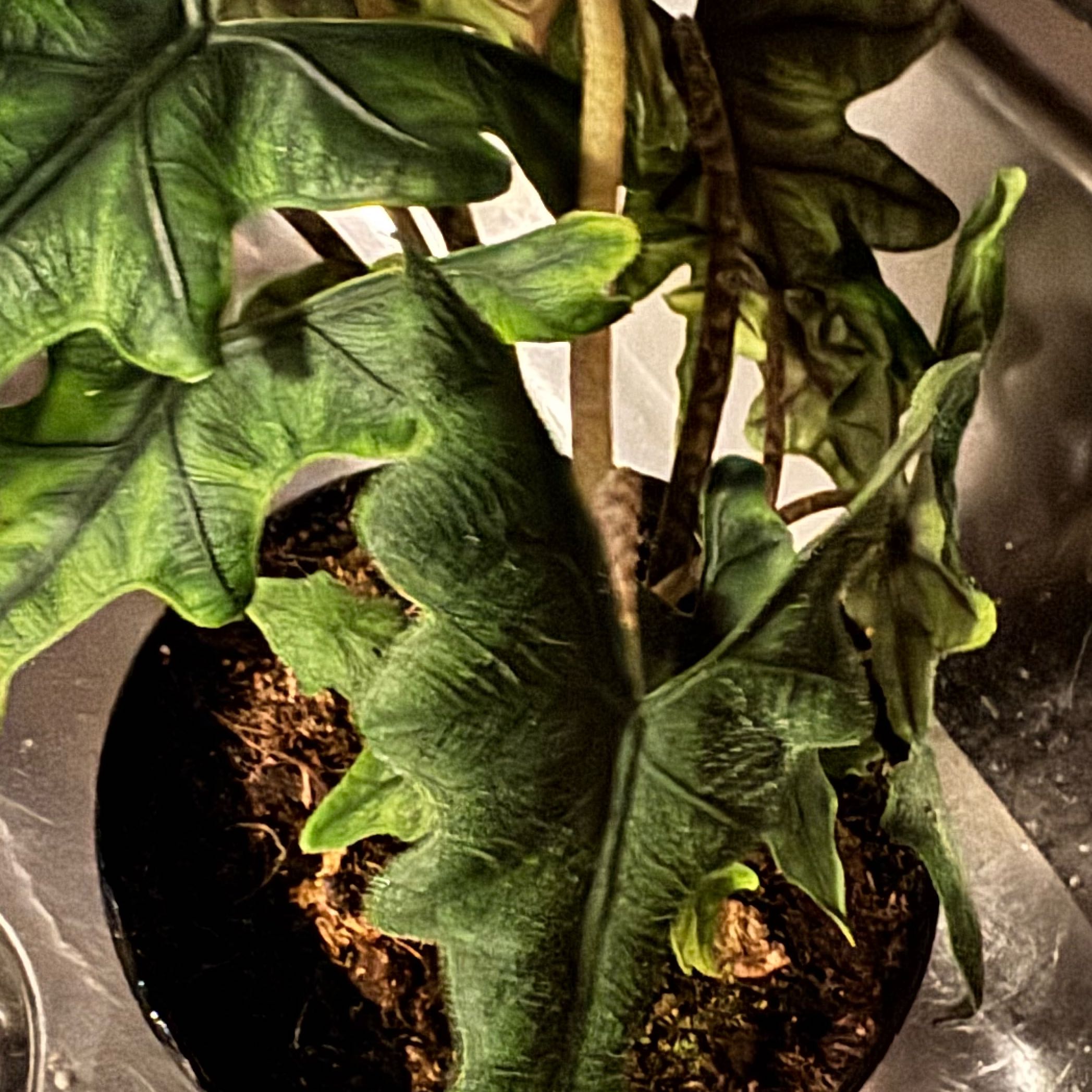 Photo of the plant species Alocasia 'Jacklyn' by @ChosenProlifica named Robert Plant on Greg, the plant care app