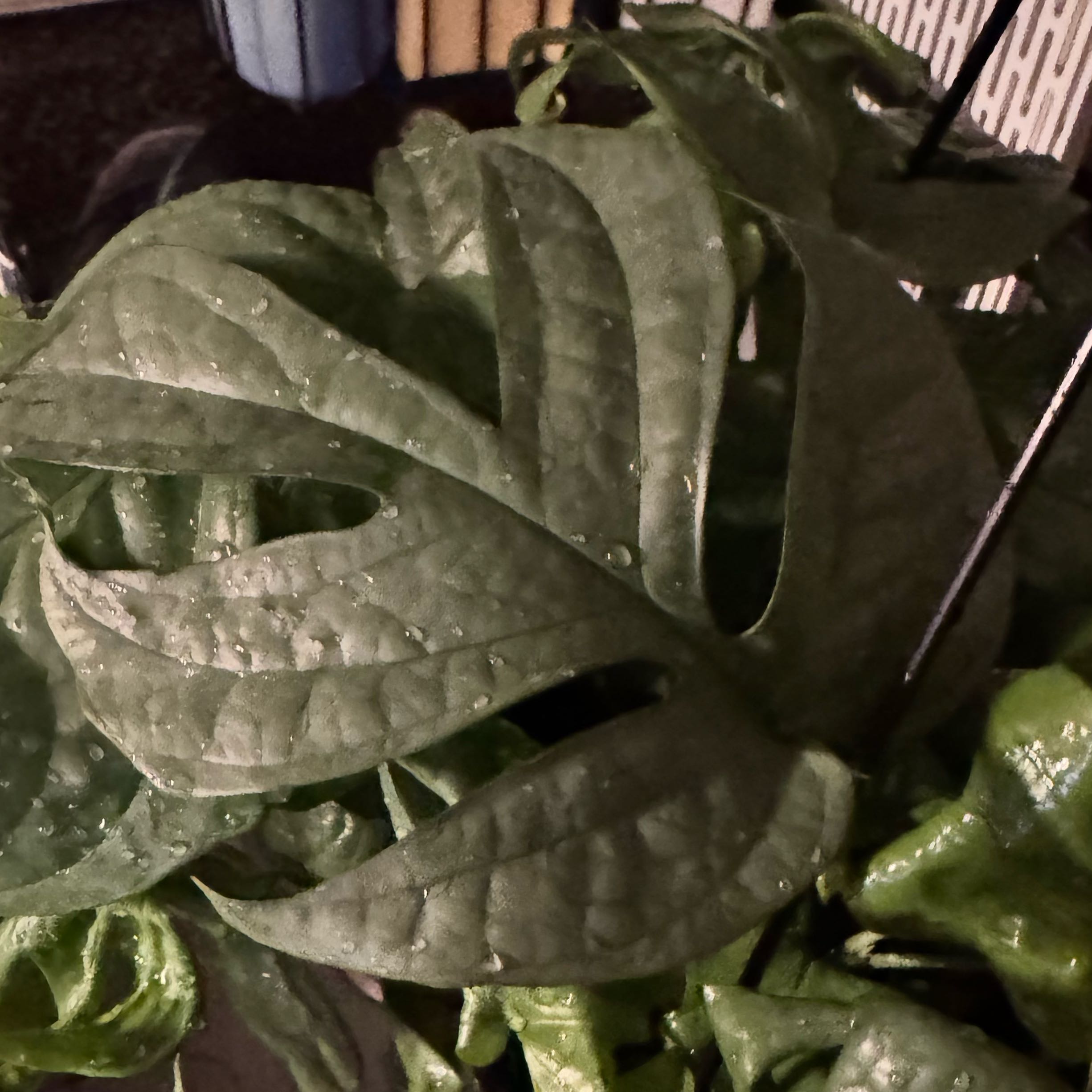 Photo of the plant species Amydrium 'Spider Man' by @ChosenProlifica named Willow on Greg, the plant care app