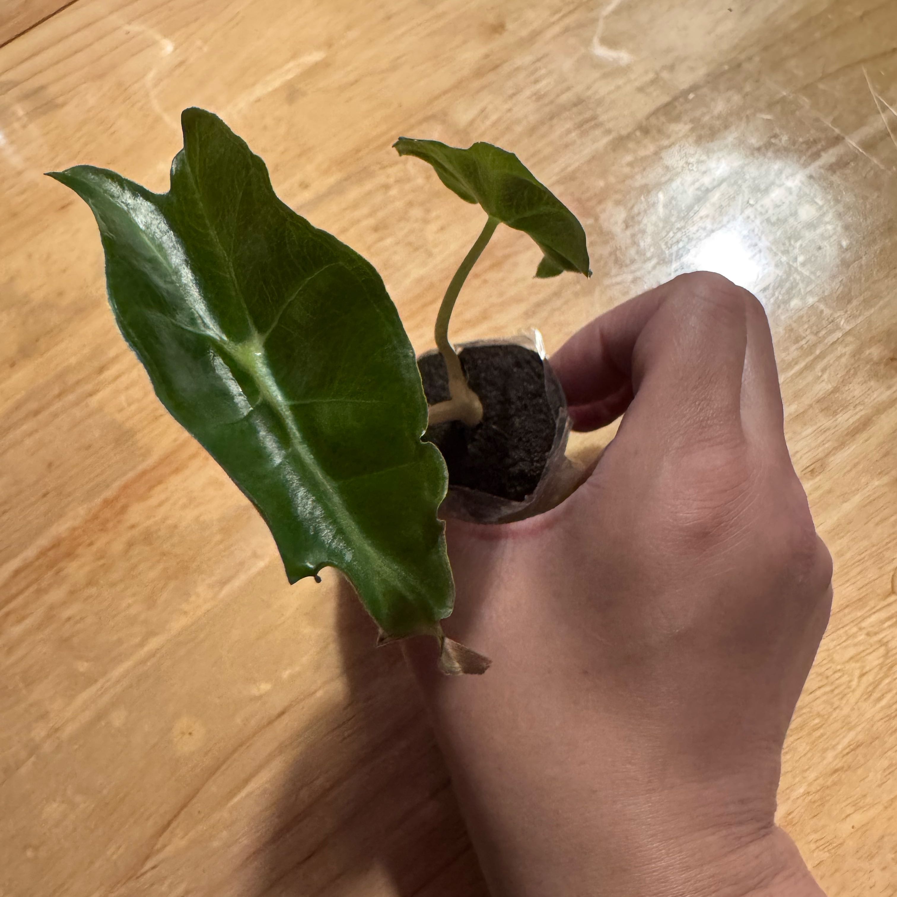 Photo of the plant species Alocasia 'Venom' by @ChosenProlifica named Kyliegggg on Greg, the plant care app
