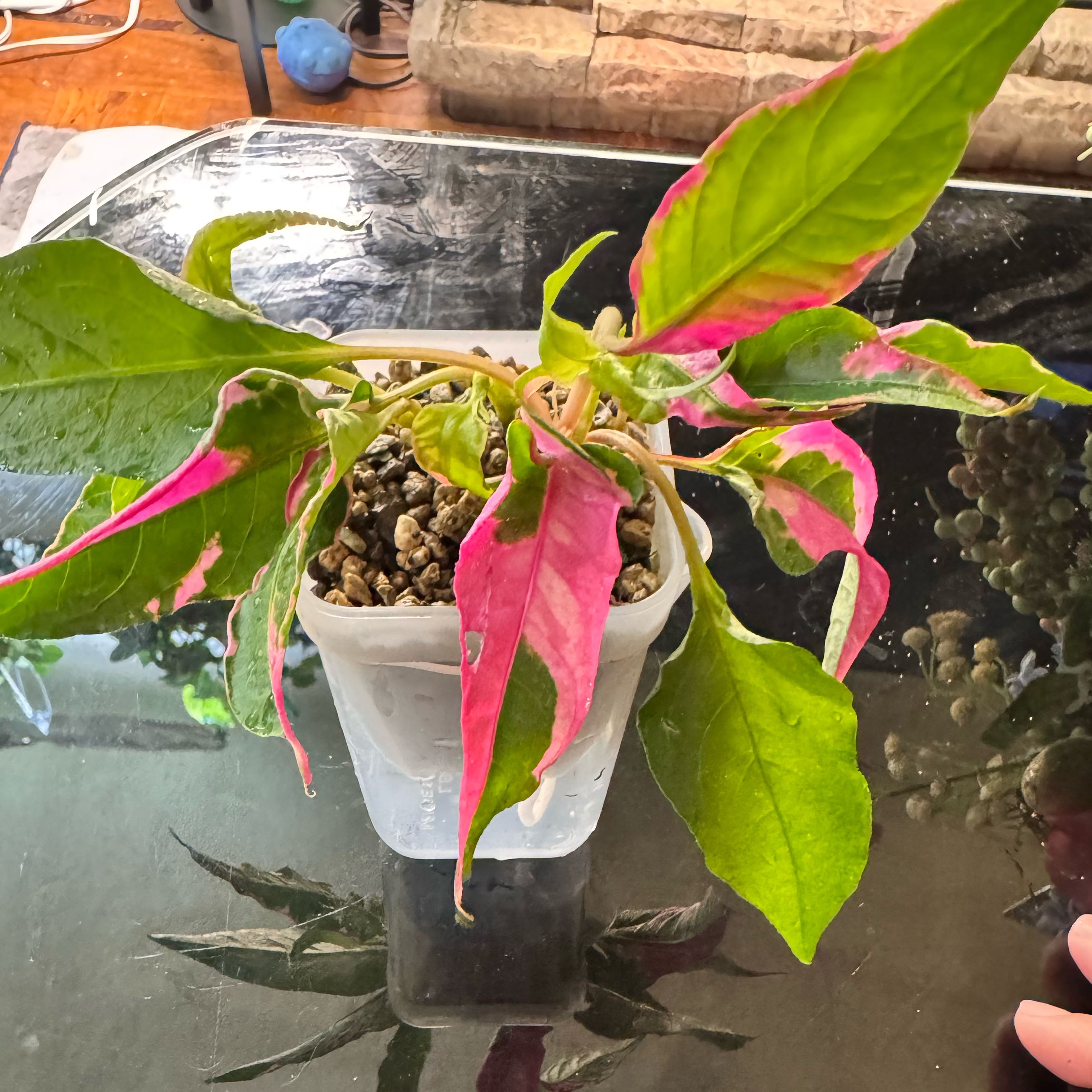 Photo of the plant species Party Time Alternanthera by @ChosenProlifica named Apollo on Greg, the plant care app