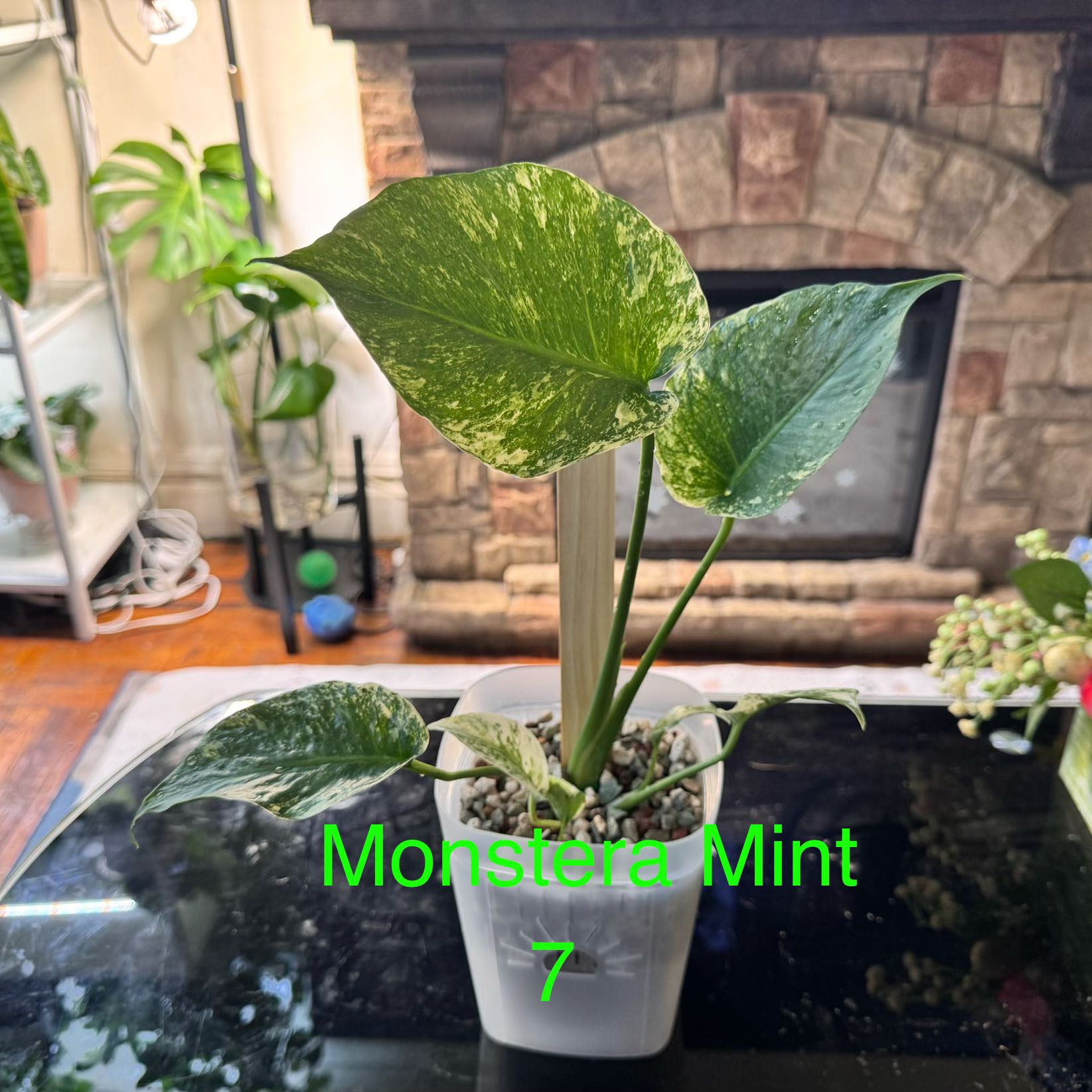 Photo of the plant species Monstera Mint by @ChosenProlifica named Duke on Greg, the plant care app