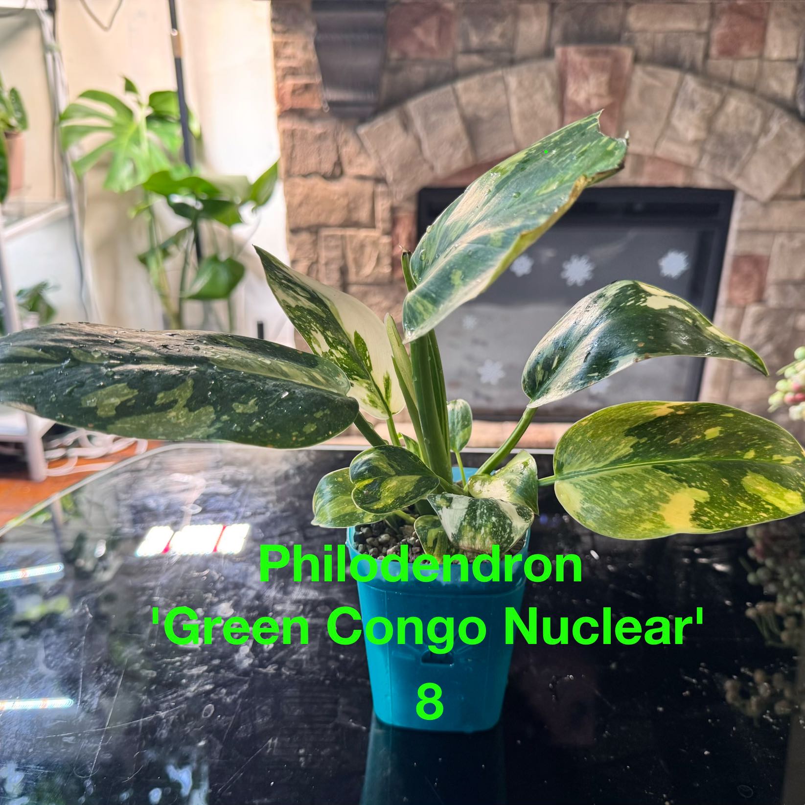 Photo of the plant species Red Congo Mint by @ChosenProlifica named Elina on Greg, the plant care app