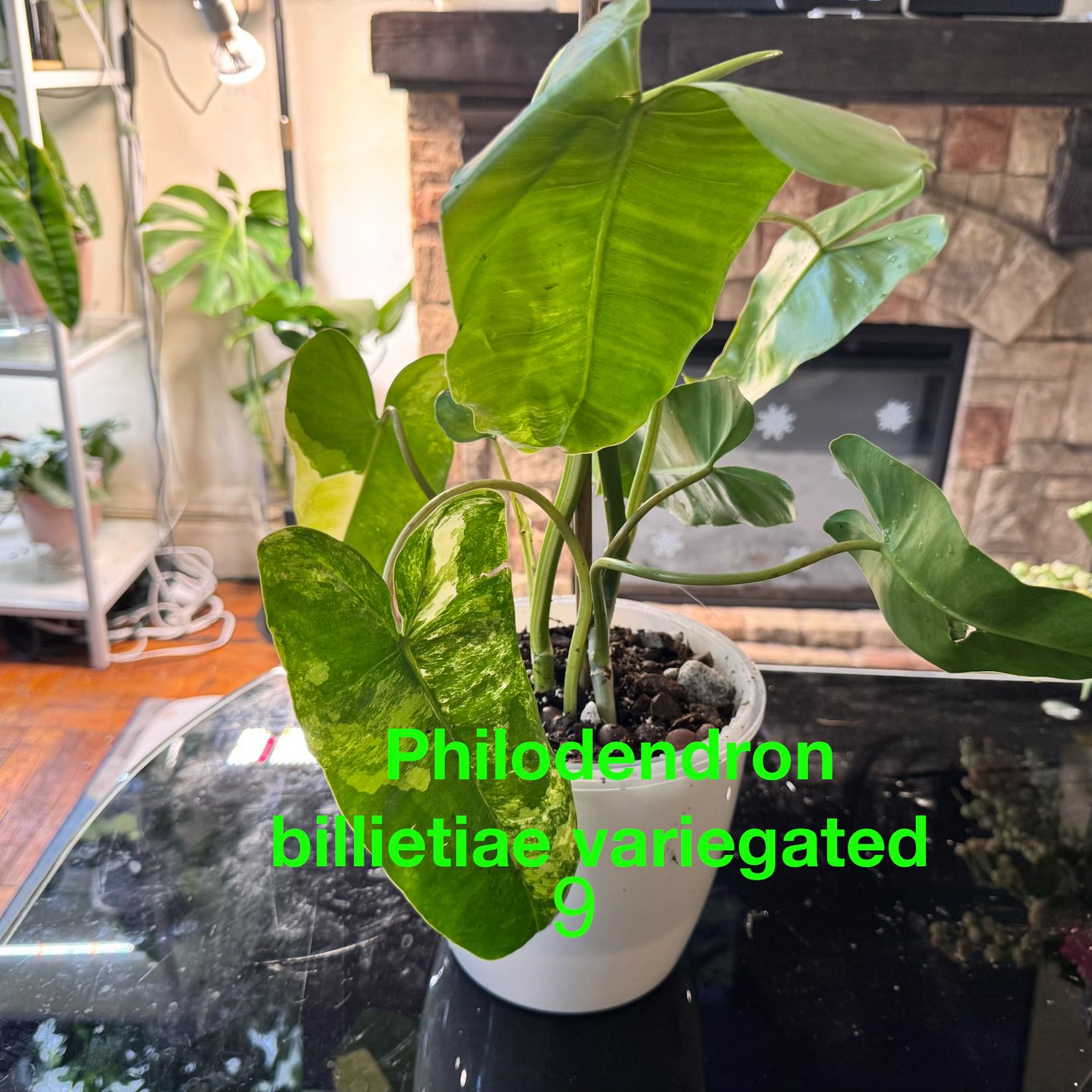 Photo of the plant species Variegated Philodendron Billietiae by @ChosenProlifica named Daphne on Greg, the plant care app
