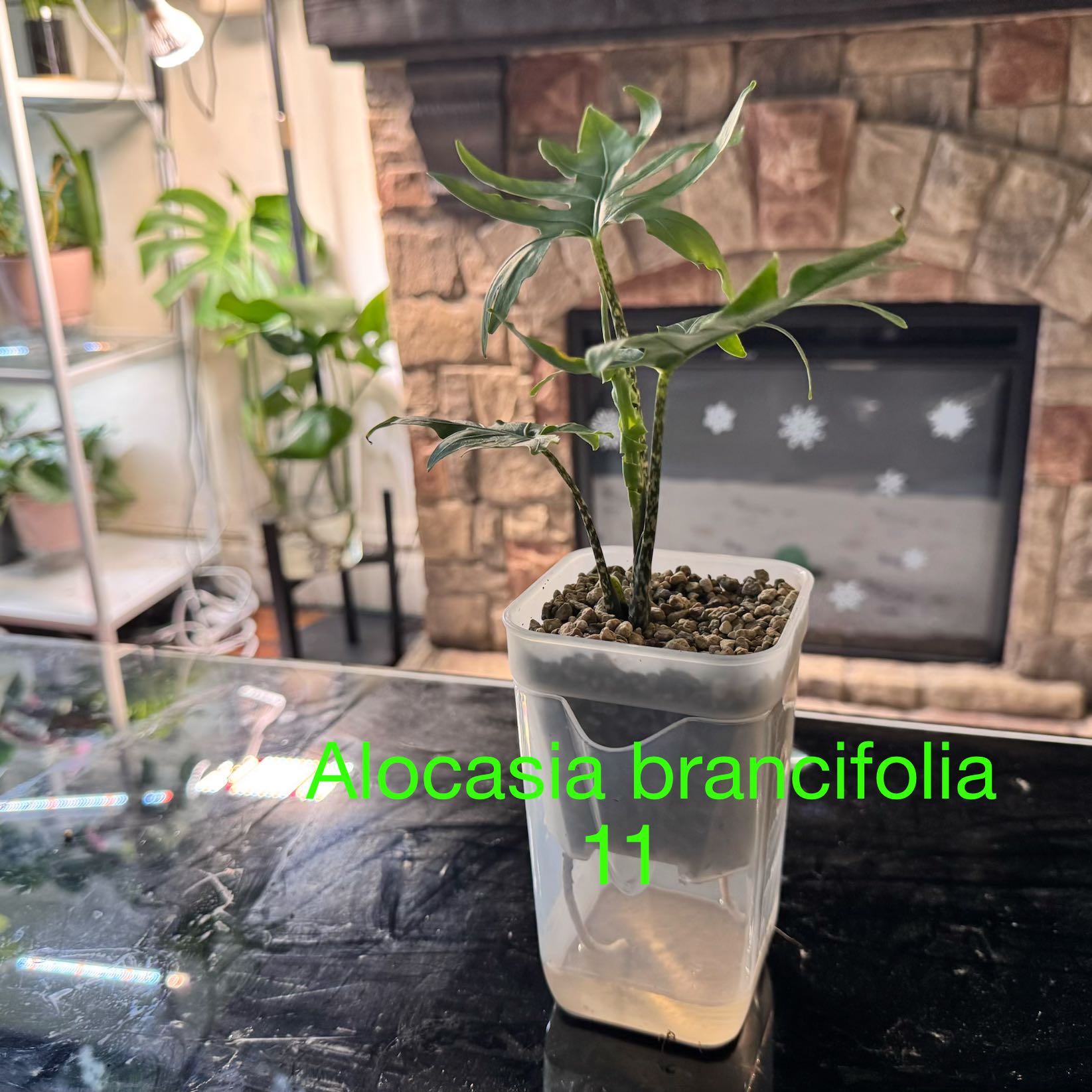 Photo of the plant species Alocasia brancifolia by @ChosenProlifica named Doja Cat on Greg, the plant care app