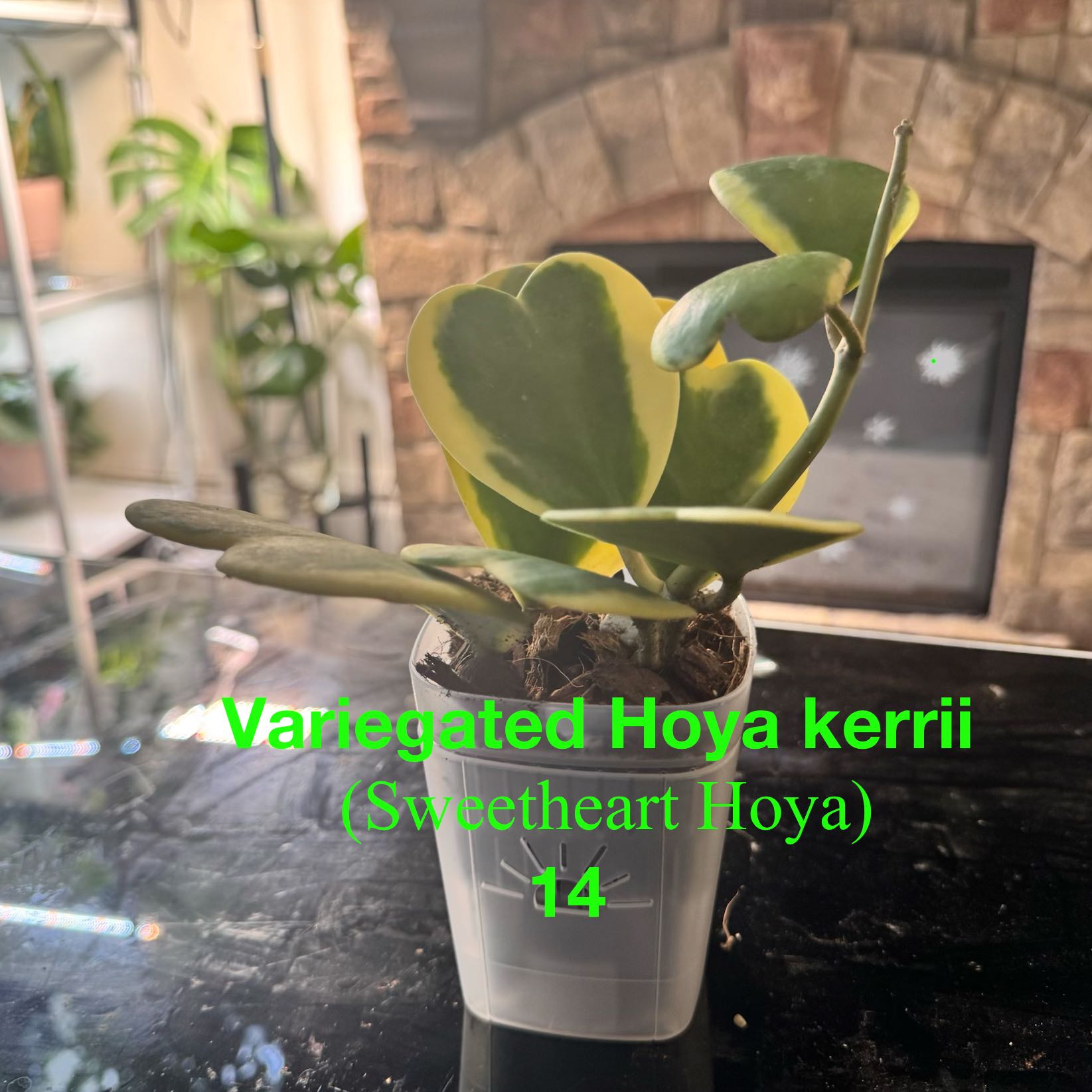 Photo of the plant species Variegated Heart Leaf Hoya by @ChosenProlifica named Naomi on Greg, the plant care app