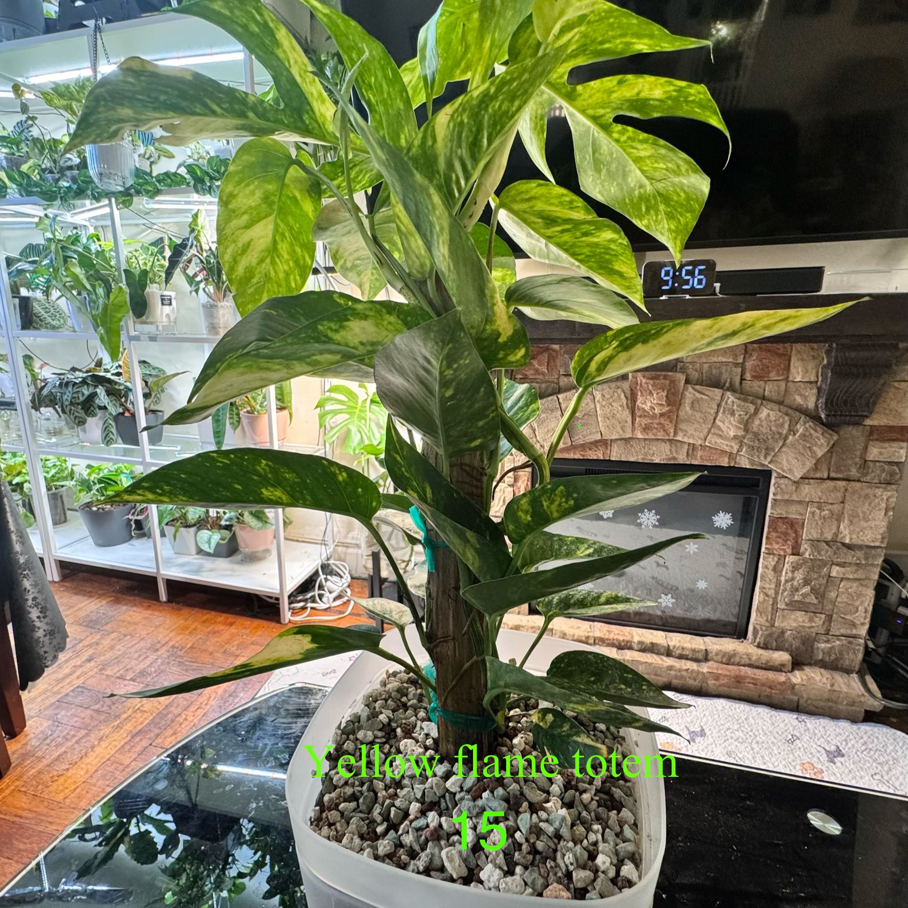 Photo of the plant species Yellow Flame by @ChosenProlifica named Sir Plancelot on Greg, the plant care app