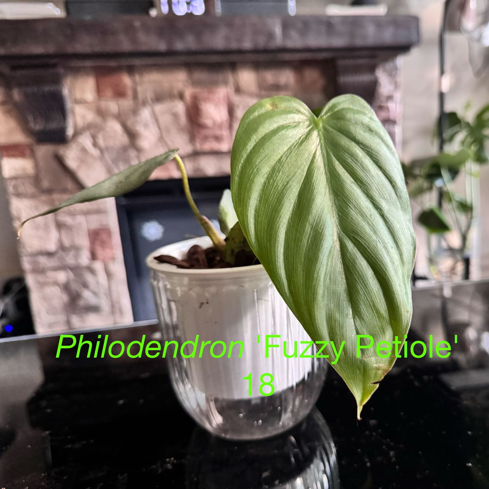Photo of the plant species Philodendron Fuzzy Petiole by @ChosenProlifica named Osmo on Greg, the plant care app