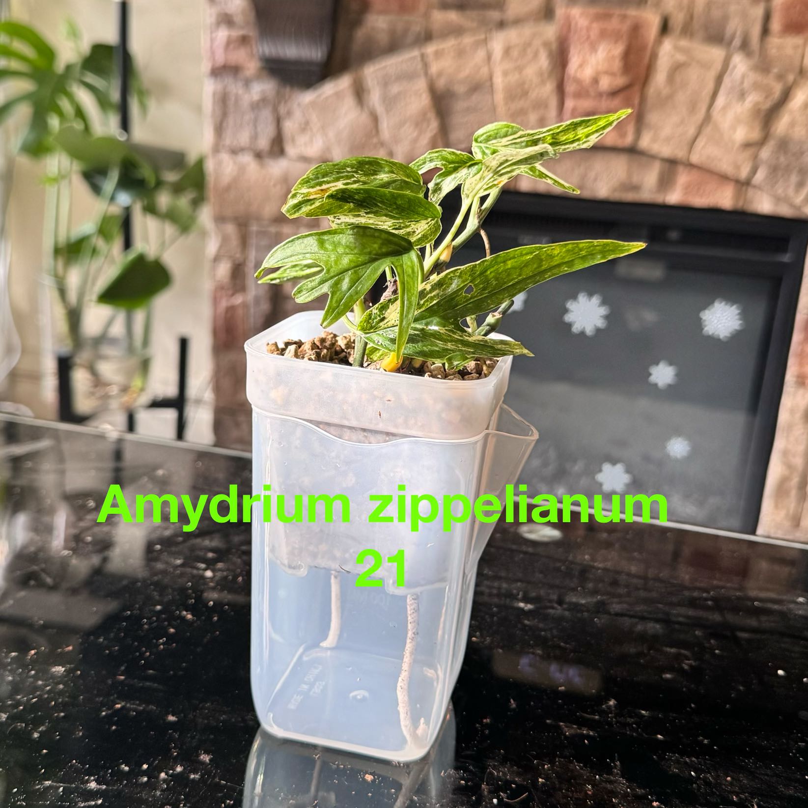 Photo of the plant species zippelianum by @ChosenProlifica named Anne on Greg, the plant care app
