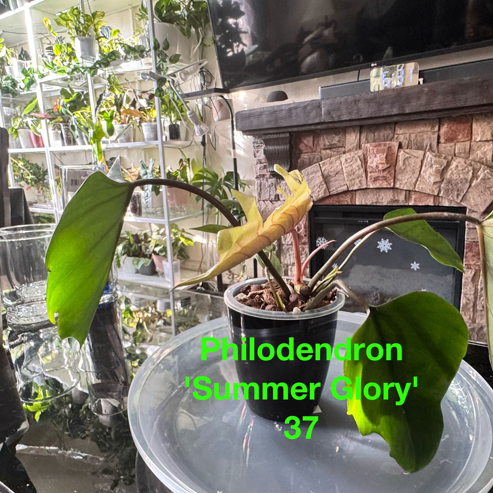 Photo of the plant species Philodendron 'Summer Glory' by @ChosenProlifica named Fernie Saunders on Greg, the plant care app