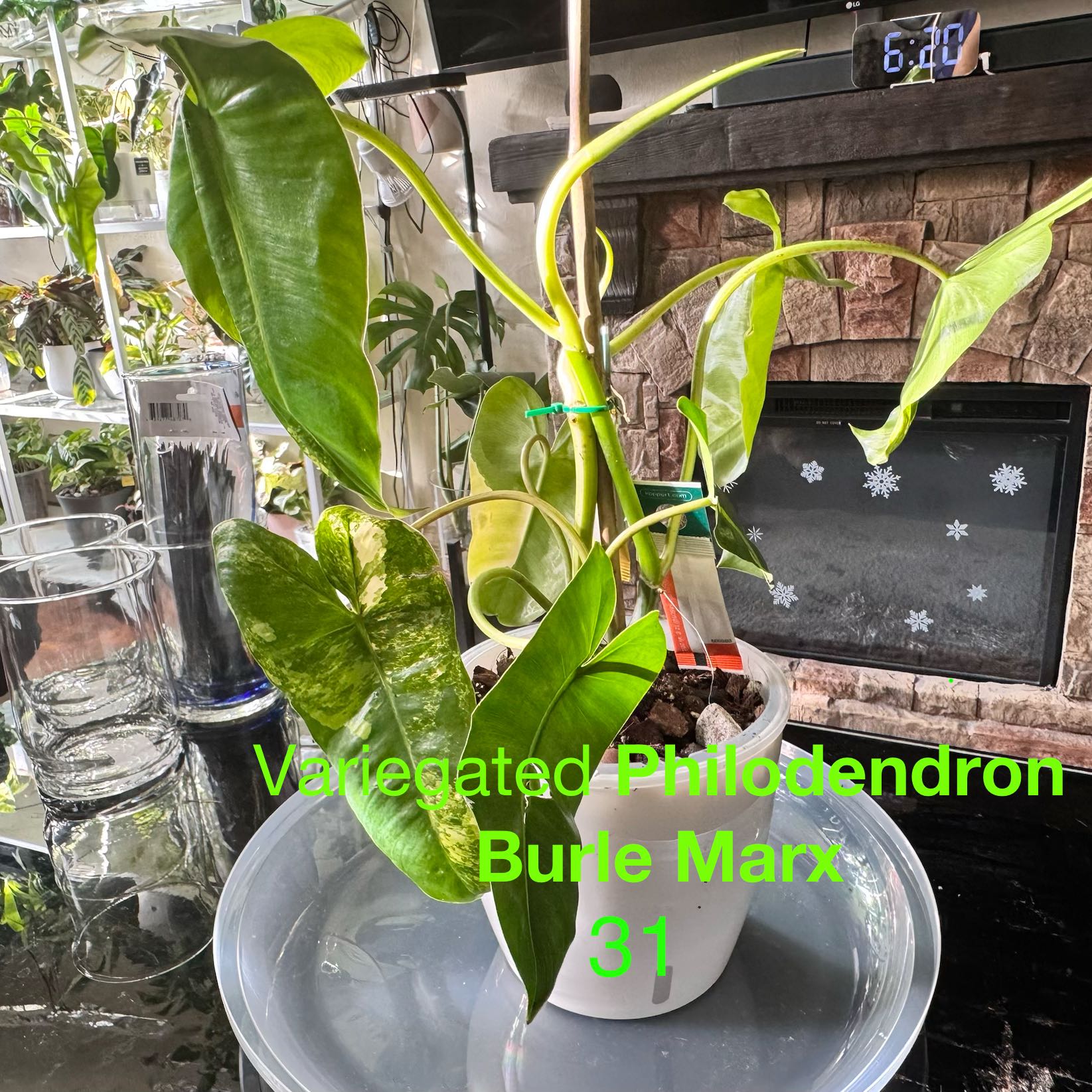 Photo of the plant species Philodendron Burle Marx by @ChosenProlifica named Aristotle on Greg, the plant care app