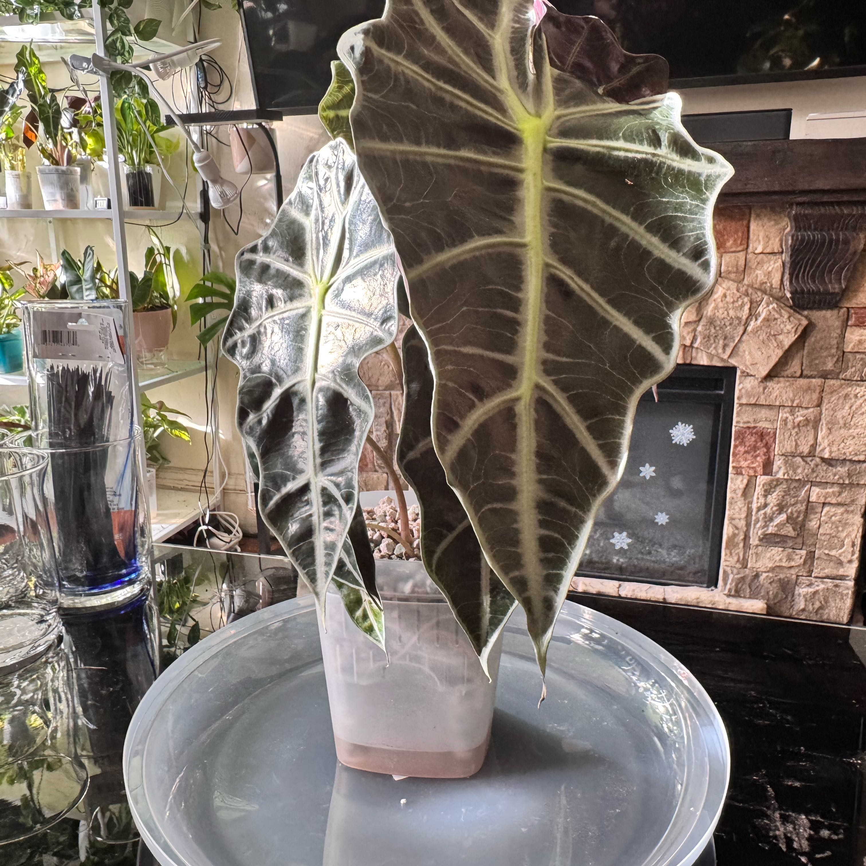 Photo of the plant species Alocasoia Amazonica 'Polly' by @ChosenProlifica named Ulysses Medium on Greg, the plant care app