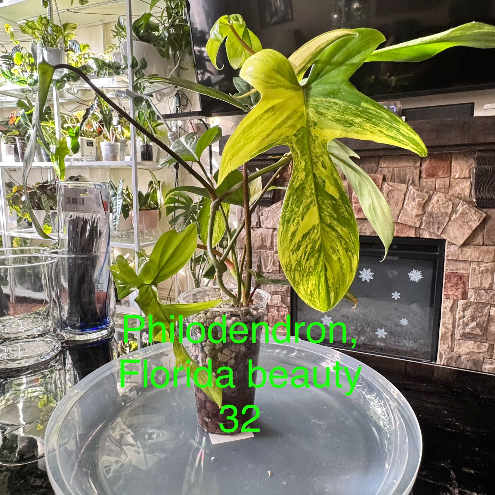 Photo of the plant species Philodendron 'Florida Beauty' by @ChosenProlifica named Sproutacus on Greg, the plant care app