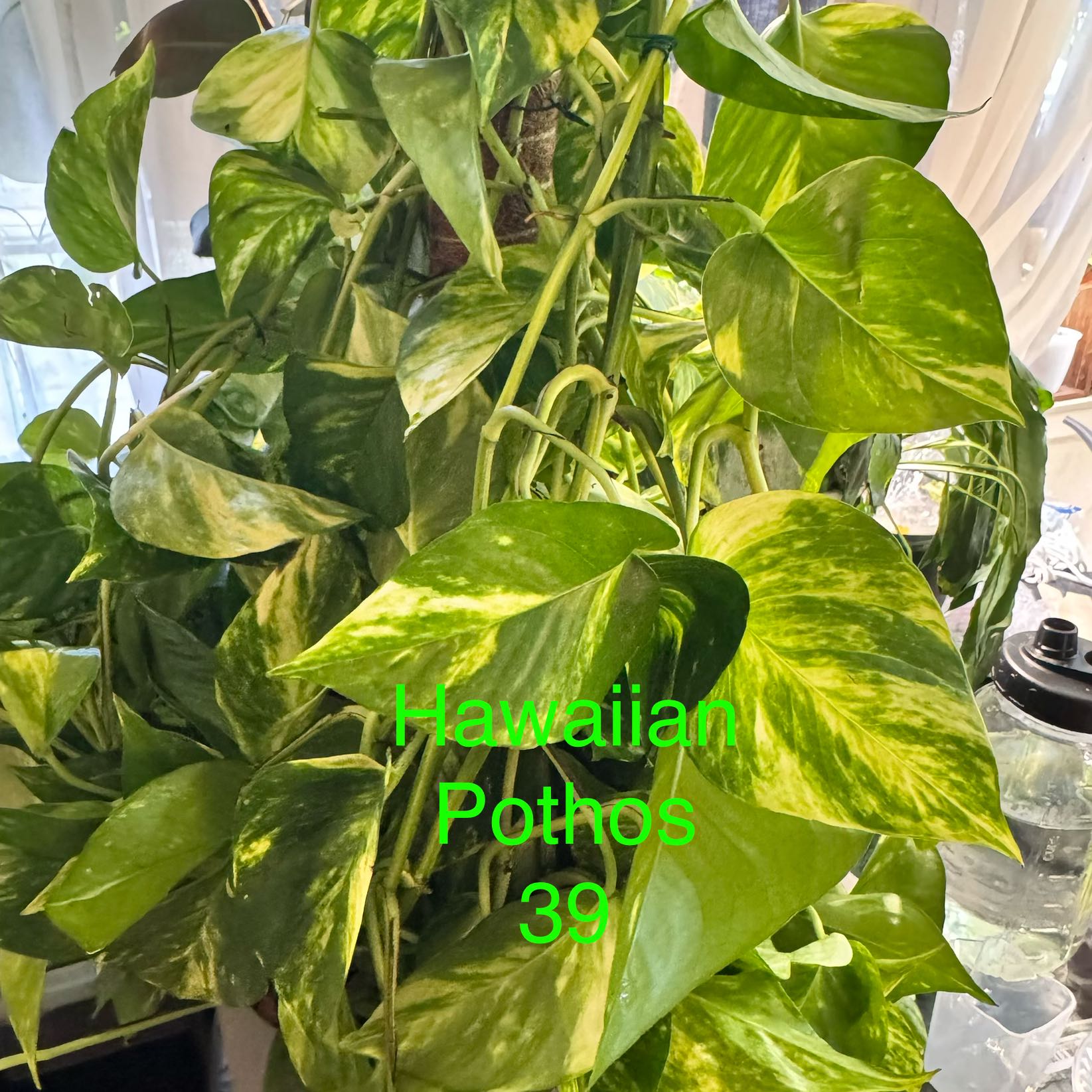 Photo of the plant species Hawaiian Pothos by @ChosenProlifica named Messi on Greg, the plant care app