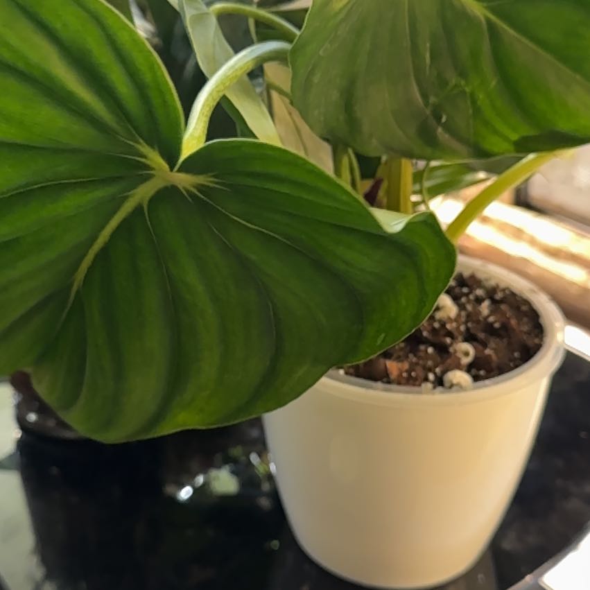 Photo of the plant species Philodendron 'McDowell' by @ChosenProlifica named Mando on Greg, the plant care app