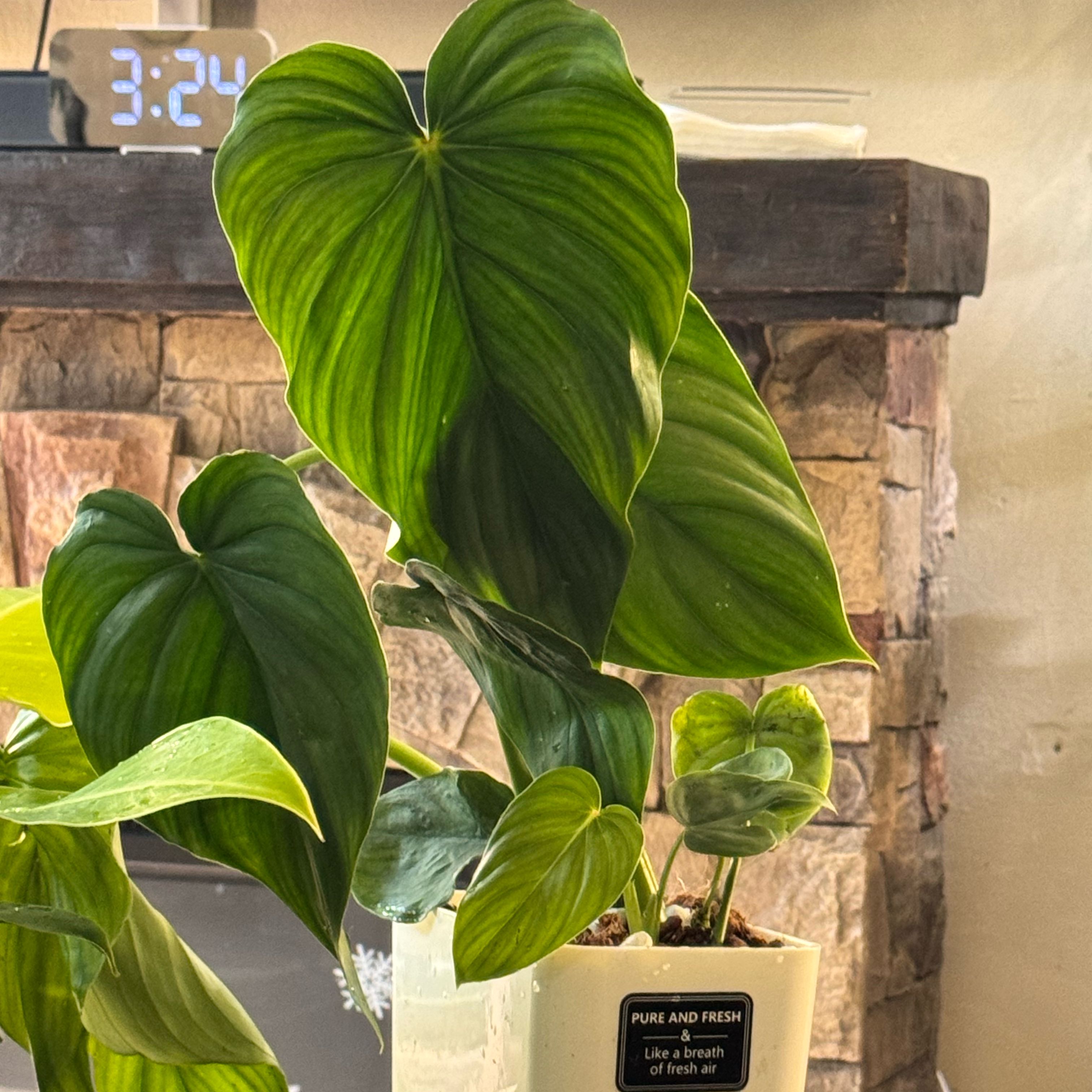 Photo of the plant species Philodendron Peltatum by @ChosenProlifica named Xena on Greg, the plant care app