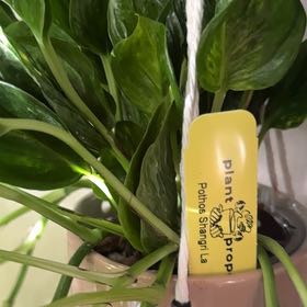 Photo of the plant species Pothos 'Shangri La' by @ChosenProlifica named Sigmund on Greg, the plant care app