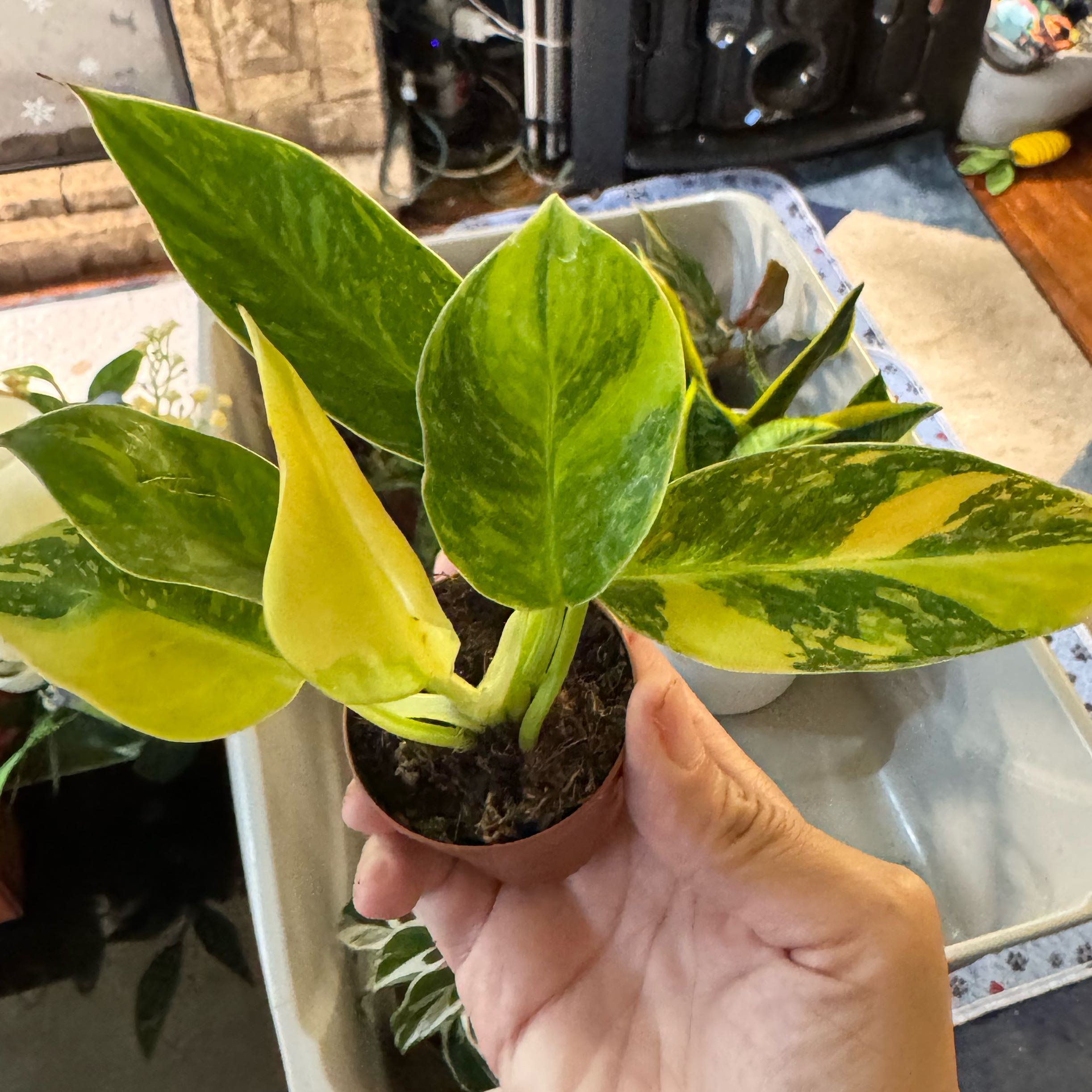 Photo of the plant species Philo Green Congo Nuclear by @ChosenProlifica named Chris on Greg, the plant care app