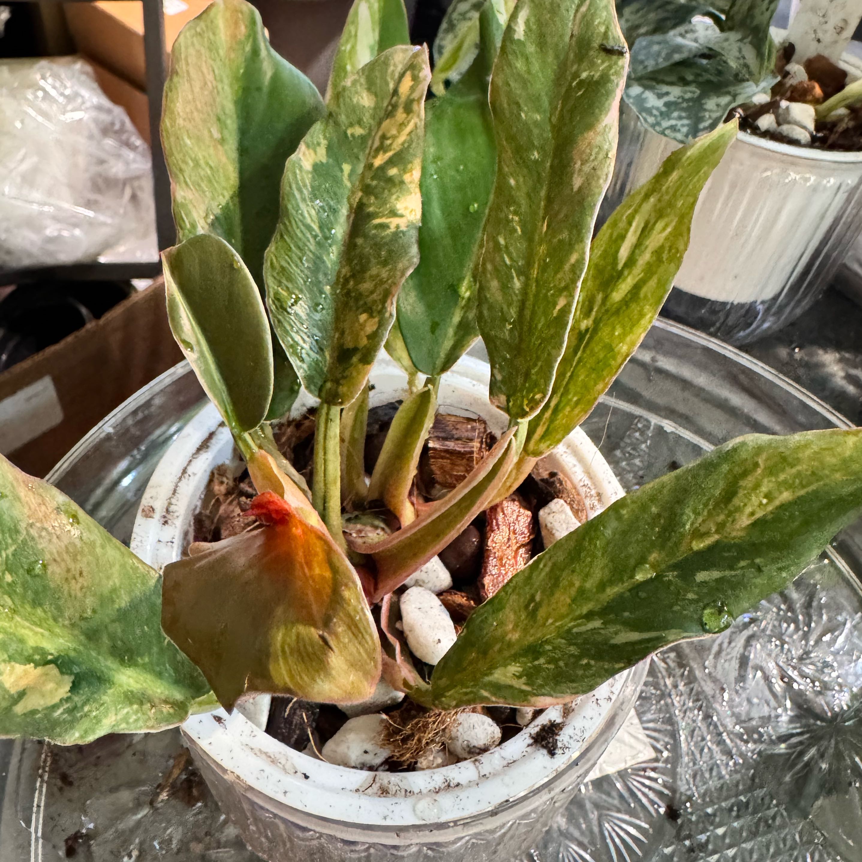 Photo of the plant species Caramel Marble Philodendron by @ChosenProlifica named Caramel marble heatwave on Greg, the plant care app