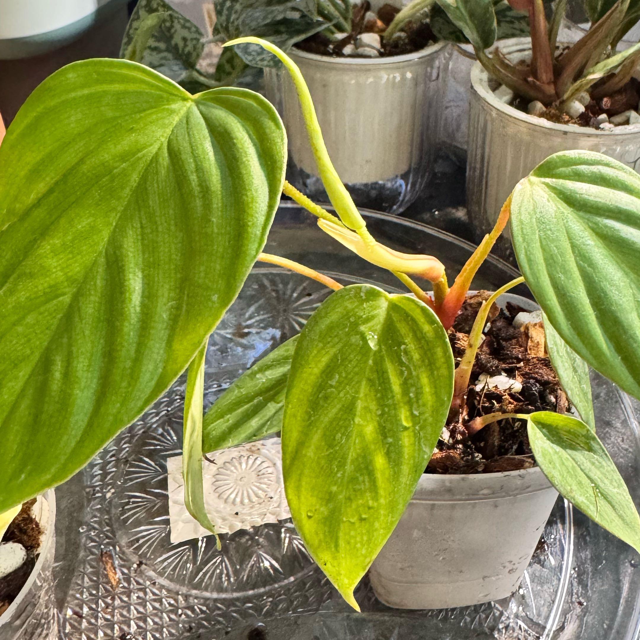 Photo of the plant species Philodendron Fuzzy Petiole by @ChosenProlifica named Kesha on Greg, the plant care app