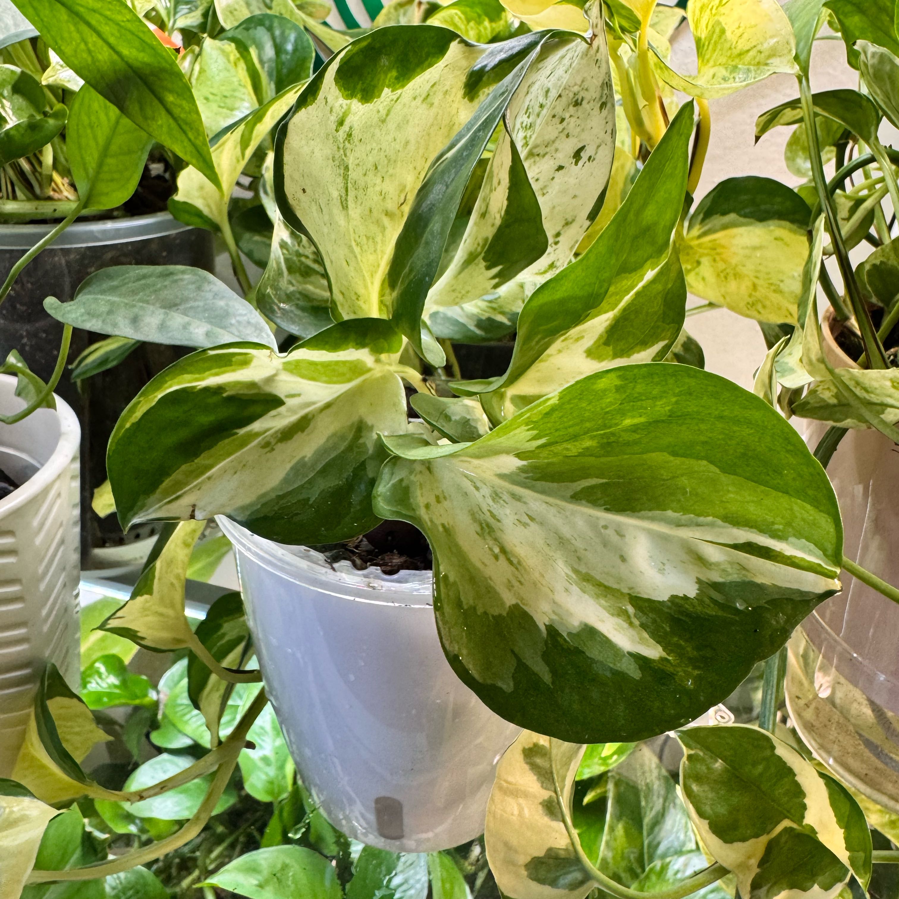 Photo of the plant species Harlequin Pothos by @ChosenProlifica named Michelle Branch on Greg, the plant care app