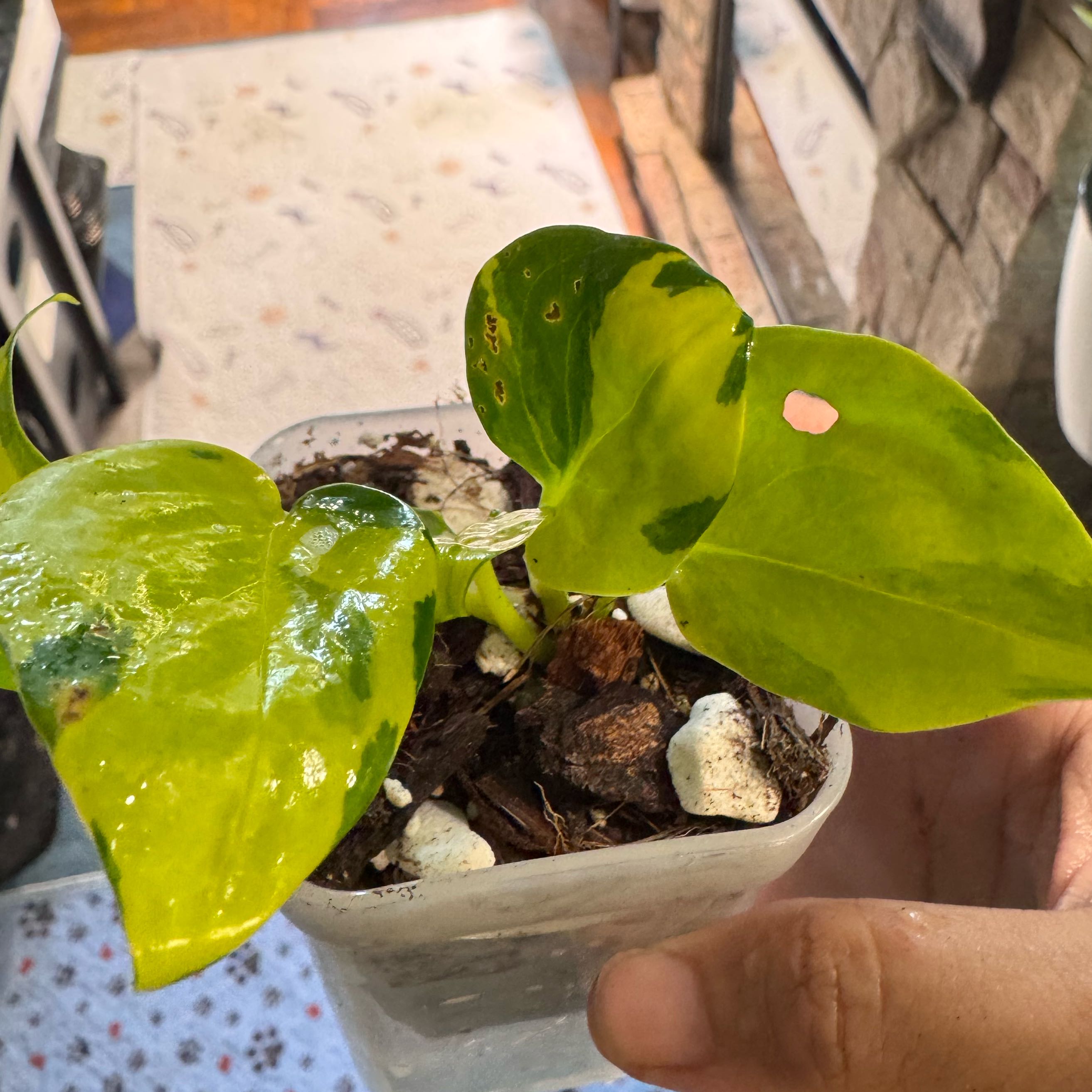 Photo of the plant species Pothos 'Neon Joy' by @ChosenProlifica named Captain Plant-it on Greg, the plant care app