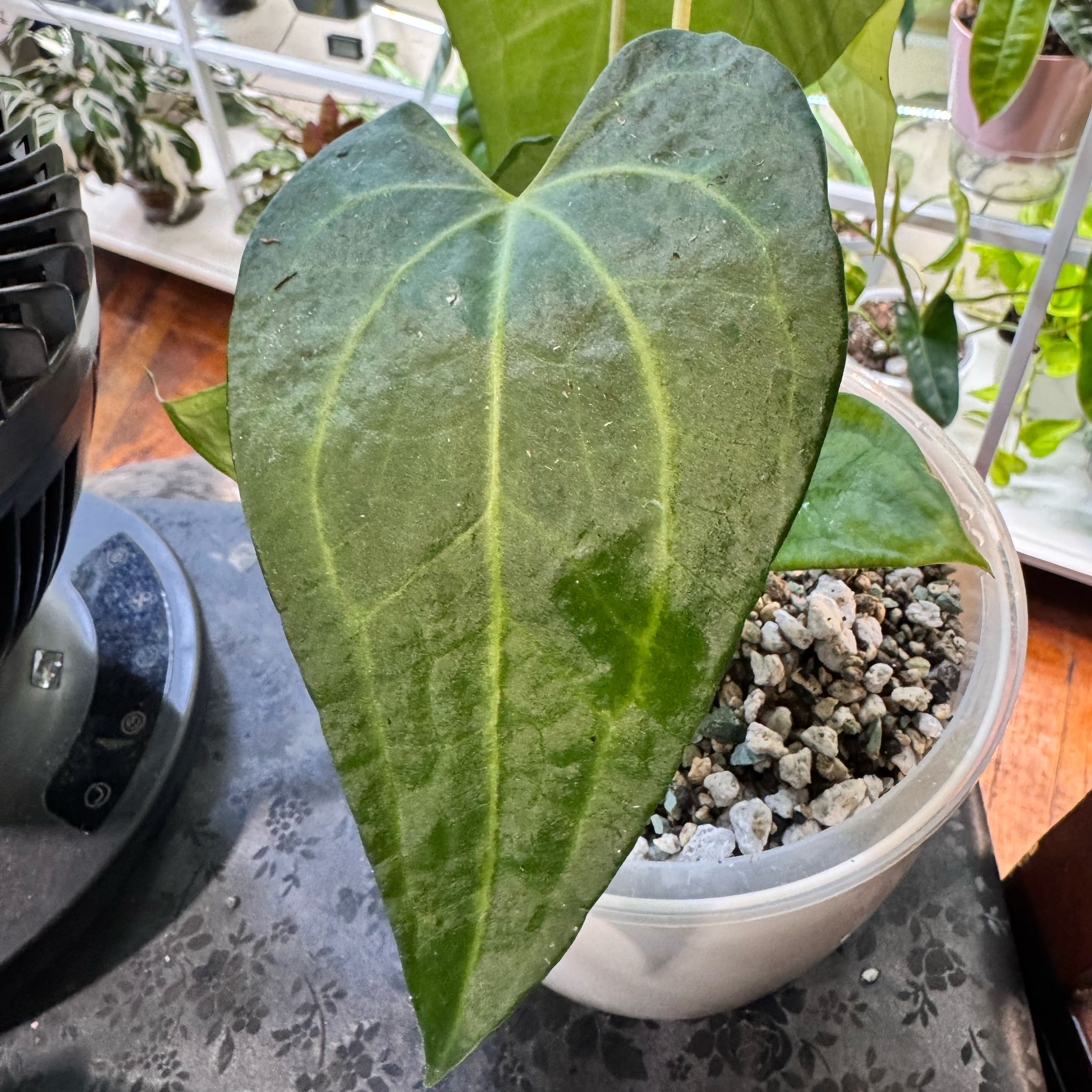 Photo of the plant species Delta Force Anthurium by @ChosenProlifica named Eva on Greg, the plant care app