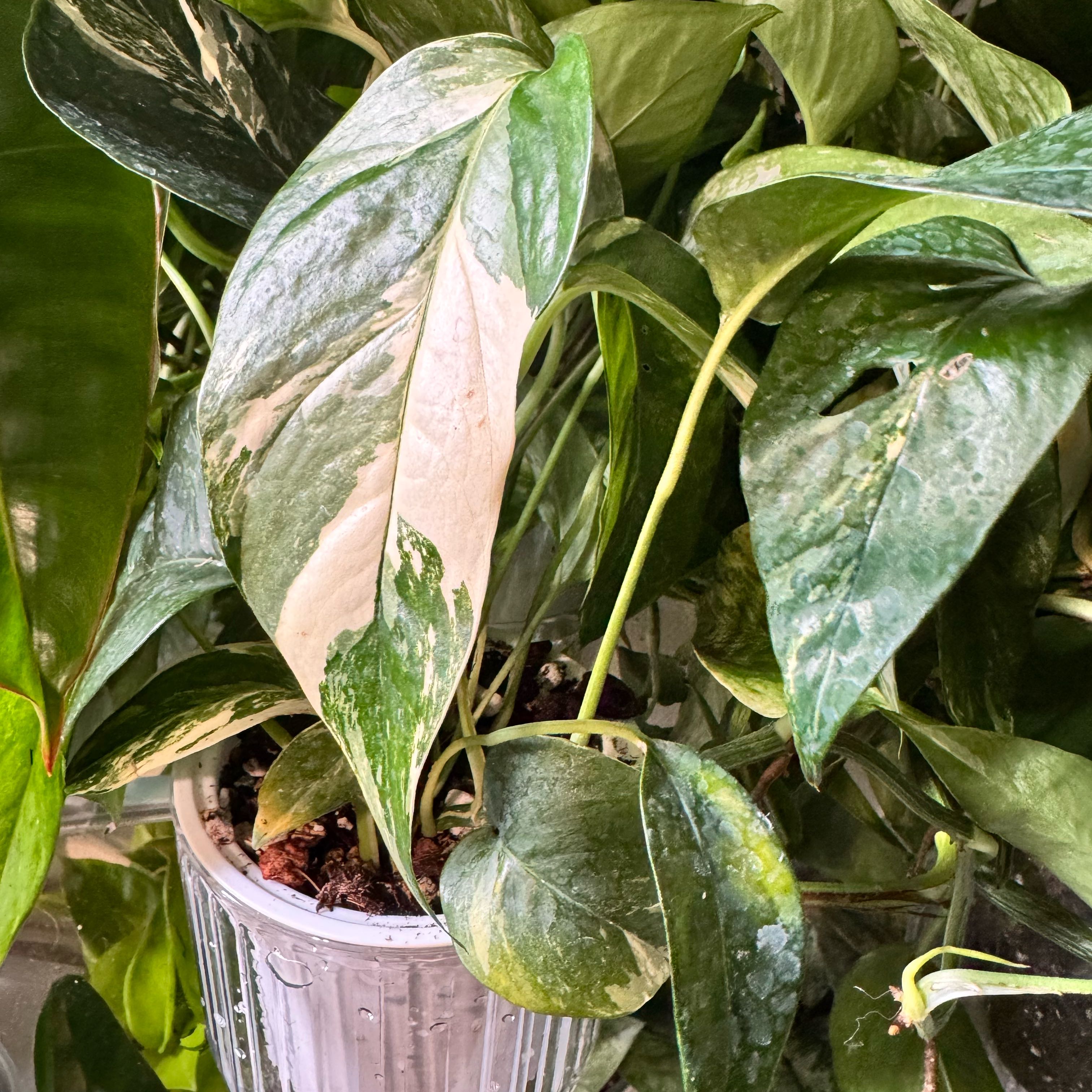 Photo of the plant species Pothos Albo by @ChosenProlifica named Ulysses S Plant on Greg, the plant care app
