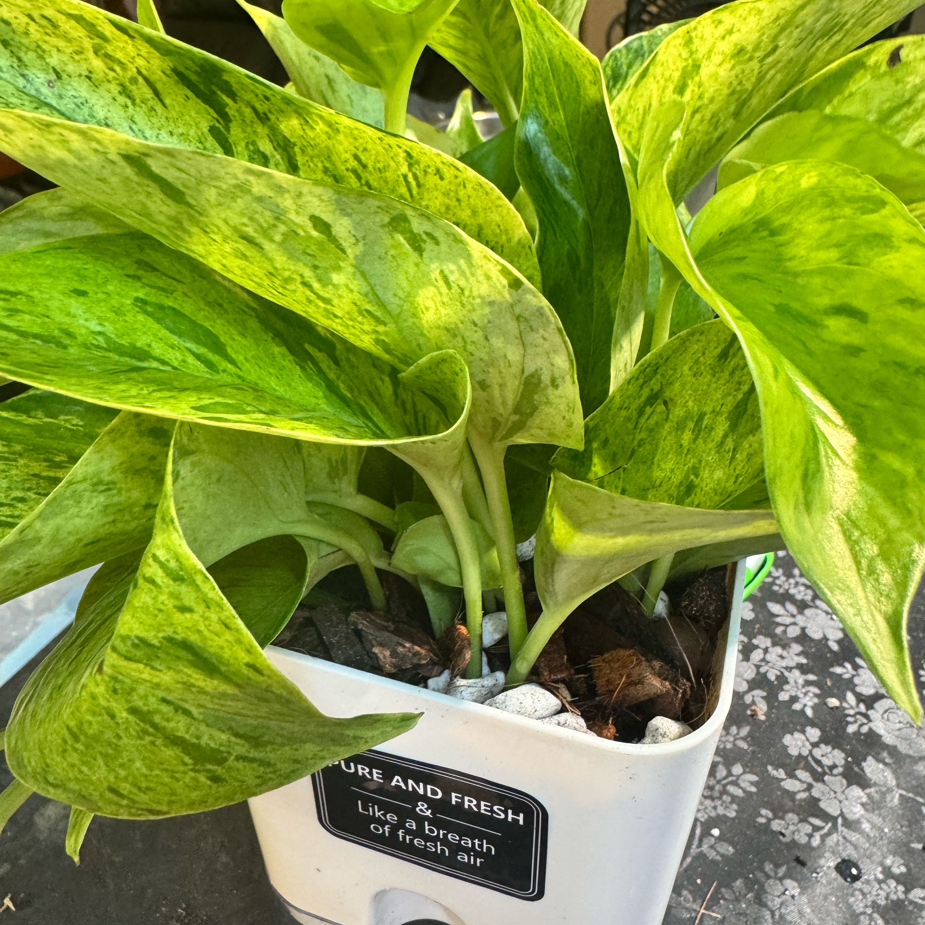 Photo of the plant species Jessenia Pothos by @ChosenProlifica named Apollo on Greg, the plant care app