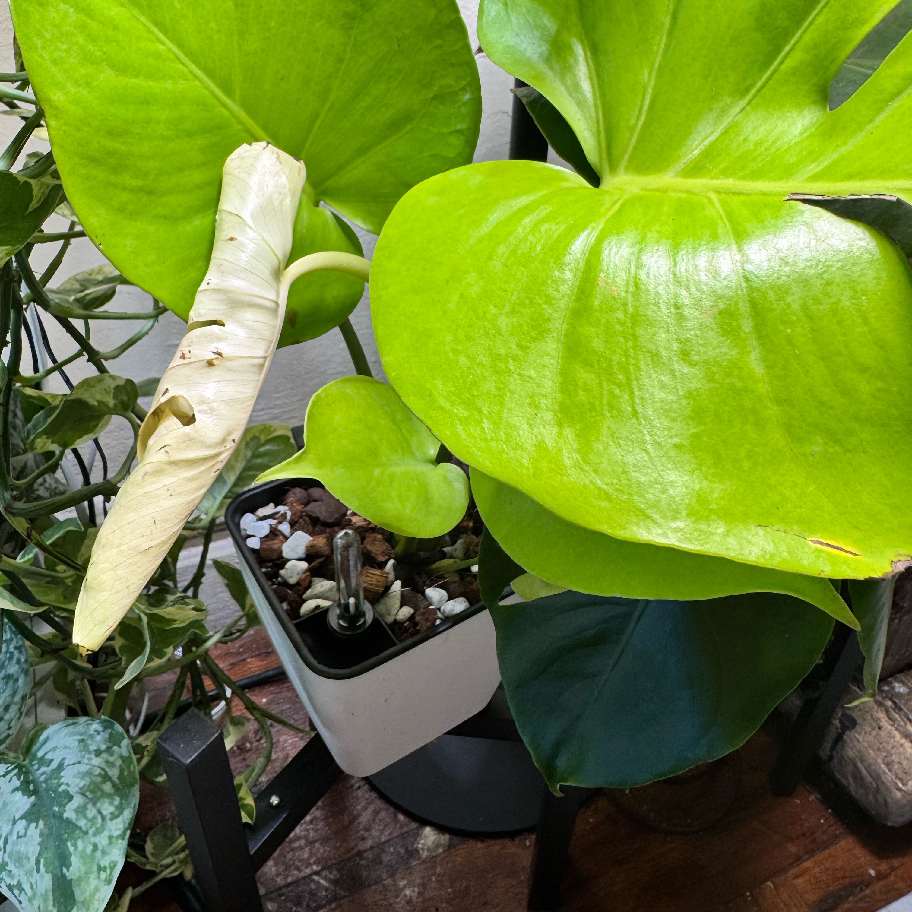 Photo of the plant species Lemon Lime Monstera by @ChosenProlifica named Gomez on Greg, the plant care app
