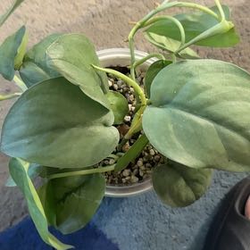Photo of the plant species Scindapsus pictus 'Silver Hero' by @ChosenProlifica named Bieber on Greg, the plant care app