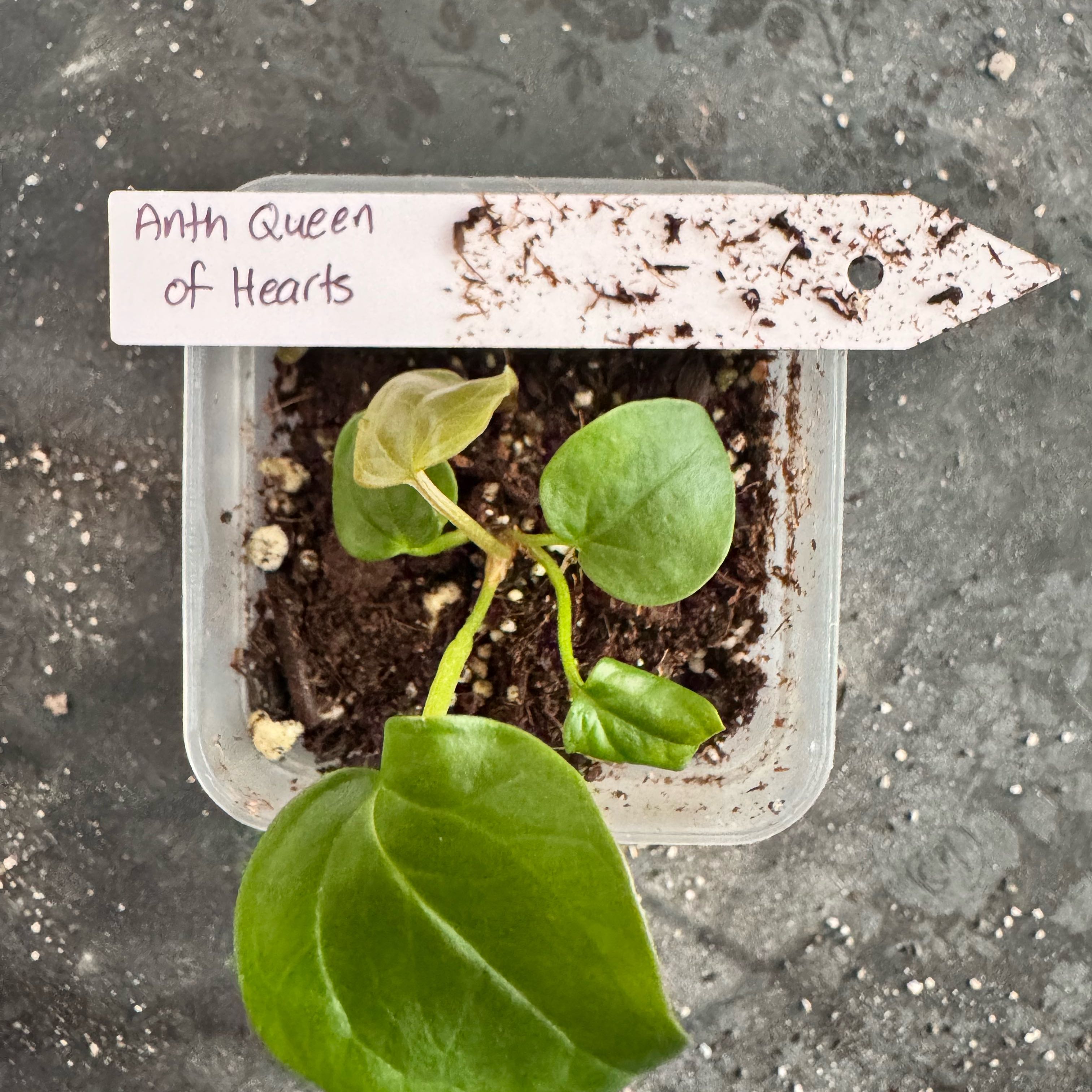 Photo of the plant species Anthurium 'Queen of Hearts' by @ChosenProlifica named Madonna on Greg, the plant care app