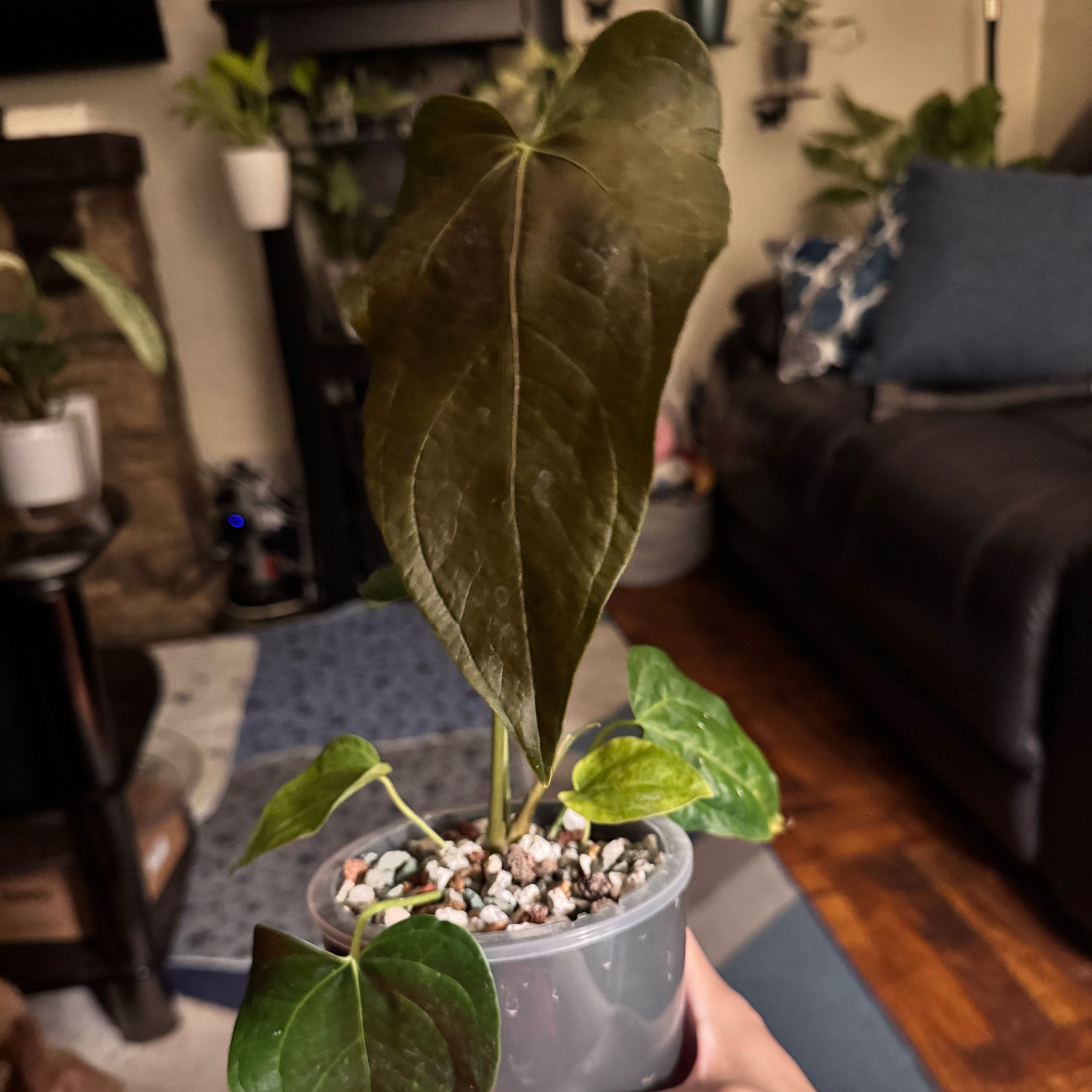 Photo of the plant species Anthurium 'Queen of Hearts' by @ChosenProlifica named Gregarious on Greg, the plant care app