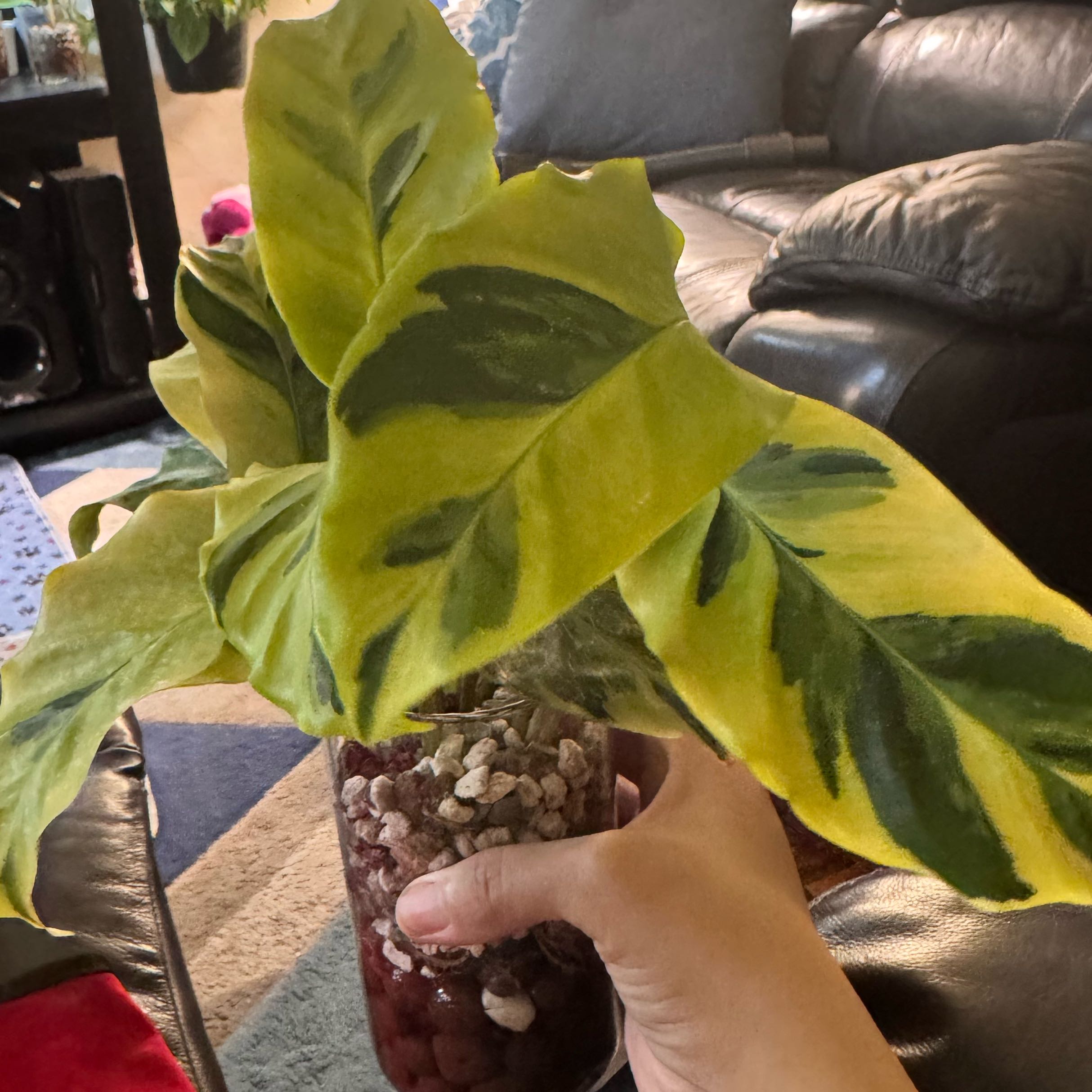 Photo of the plant species Calathea 'Yellow Fusion' by @ChosenProlifica named Zion on Greg, the plant care app