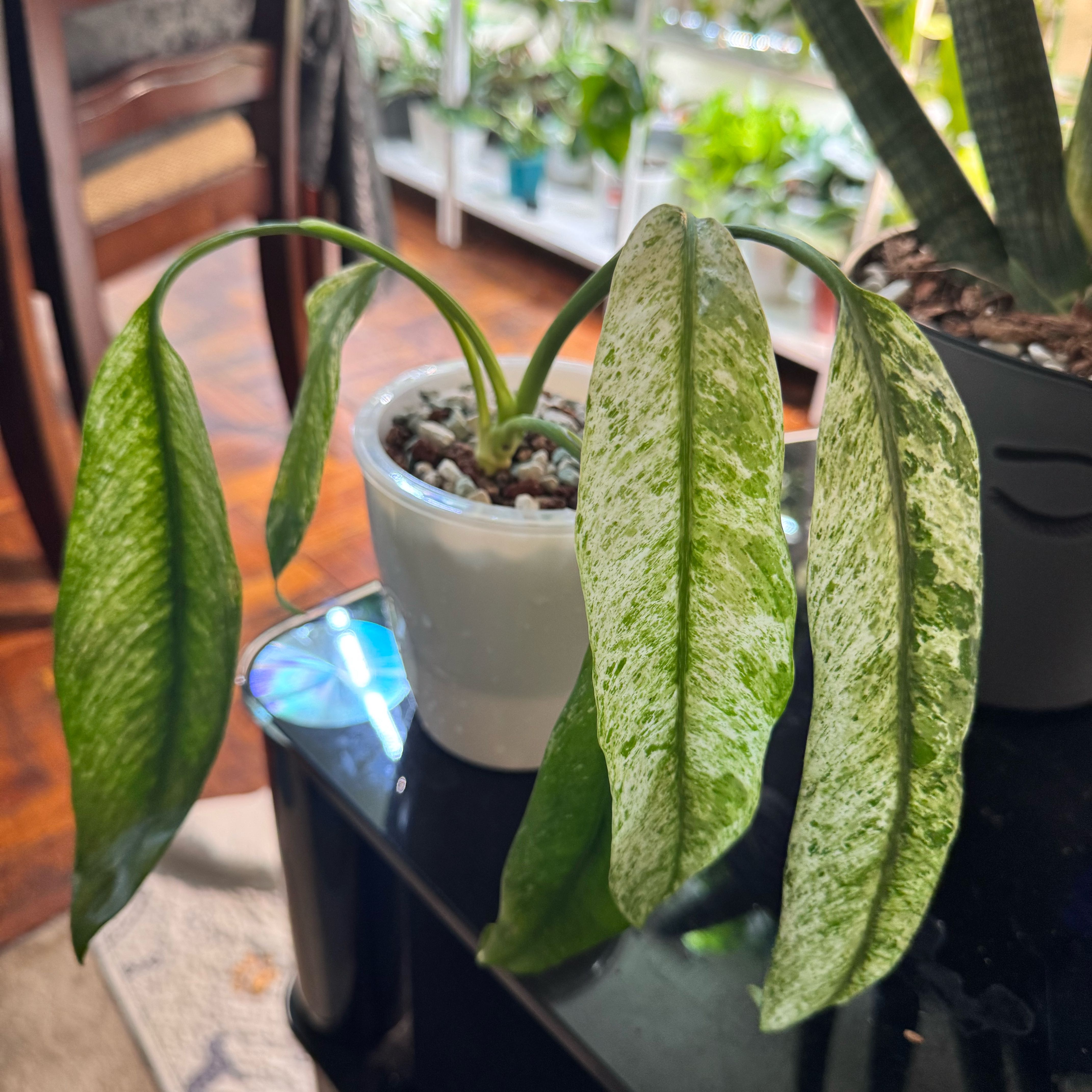 Photo of the plant species Epipremnum giganteum by @ChosenProlifica named Marley on Greg, the plant care app