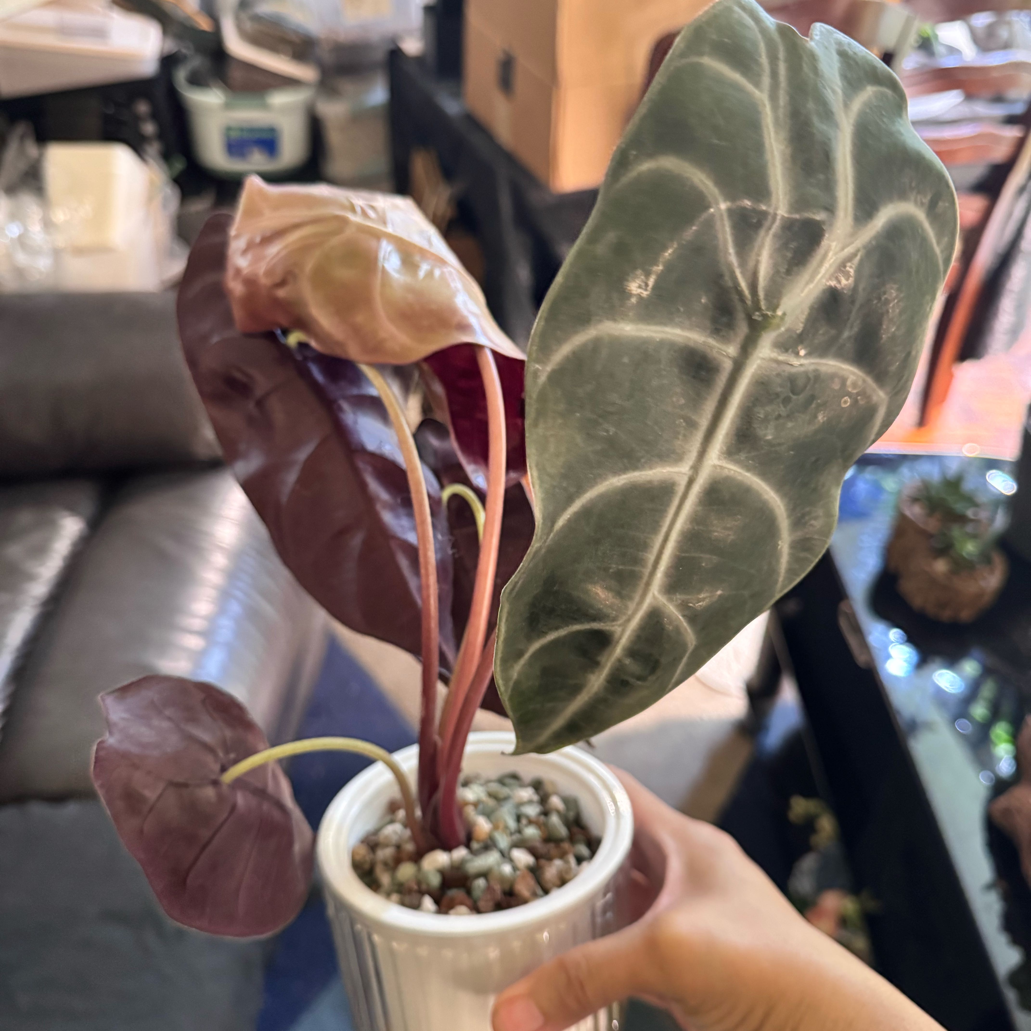 Photo of the plant species Alocasia Watsoniana Lightning by @ChosenProlifica named Winston on Greg, the plant care app