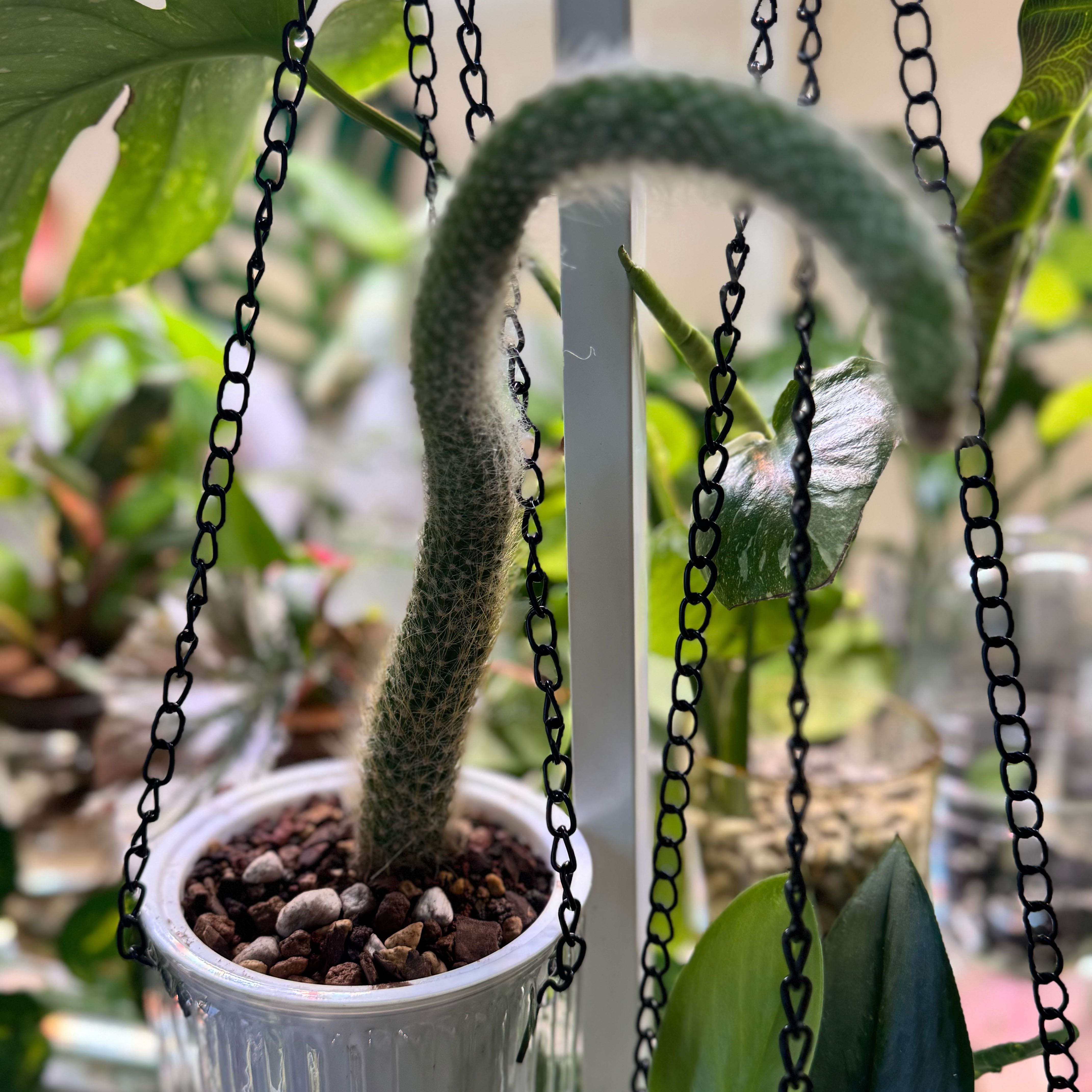 Photo of the plant species Monkey Tail Cactus by @ChosenProlifica named Planty on Greg, the plant care app