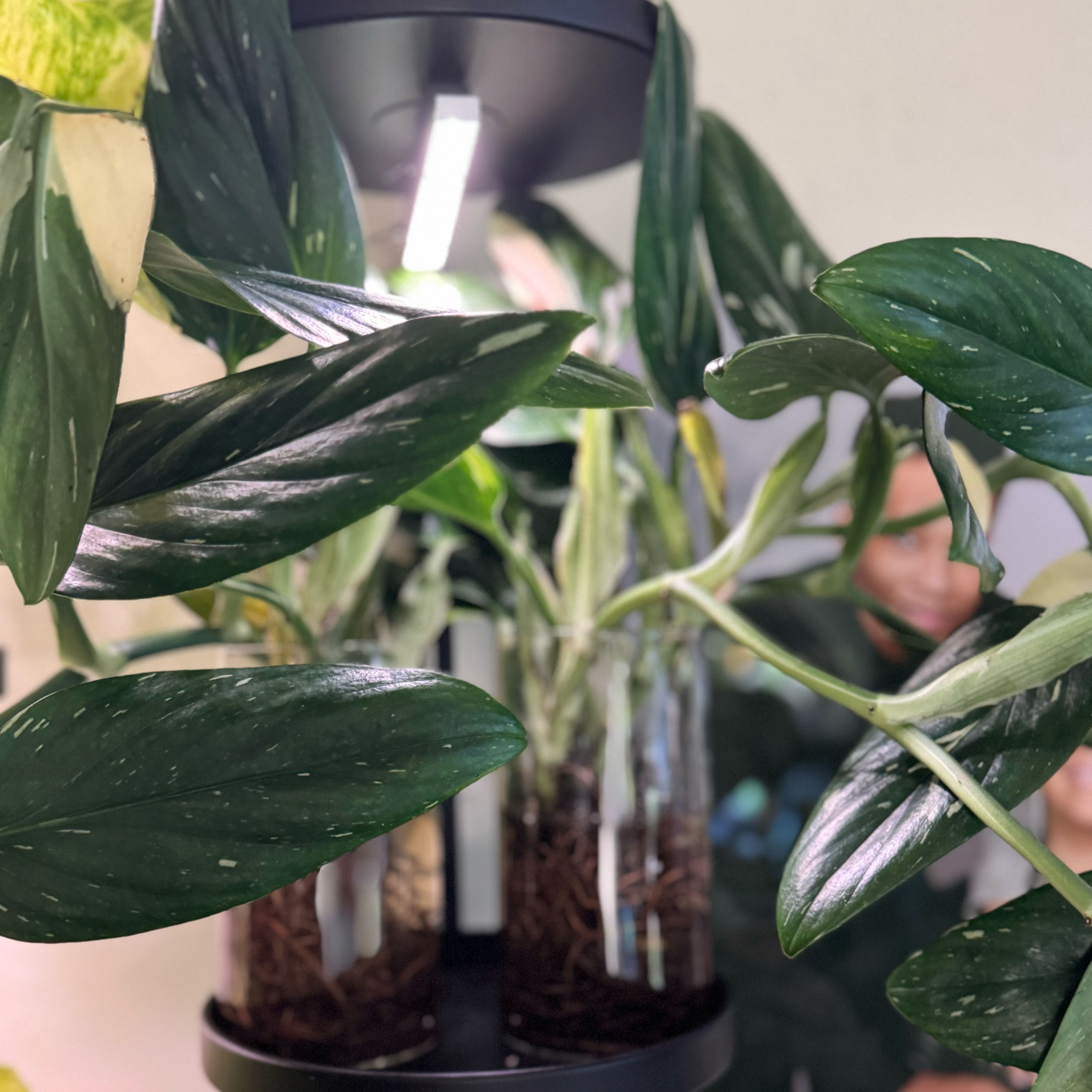 Photo of the plant species monstera standleyana by @ChosenProlifica named Miley on Greg, the plant care app