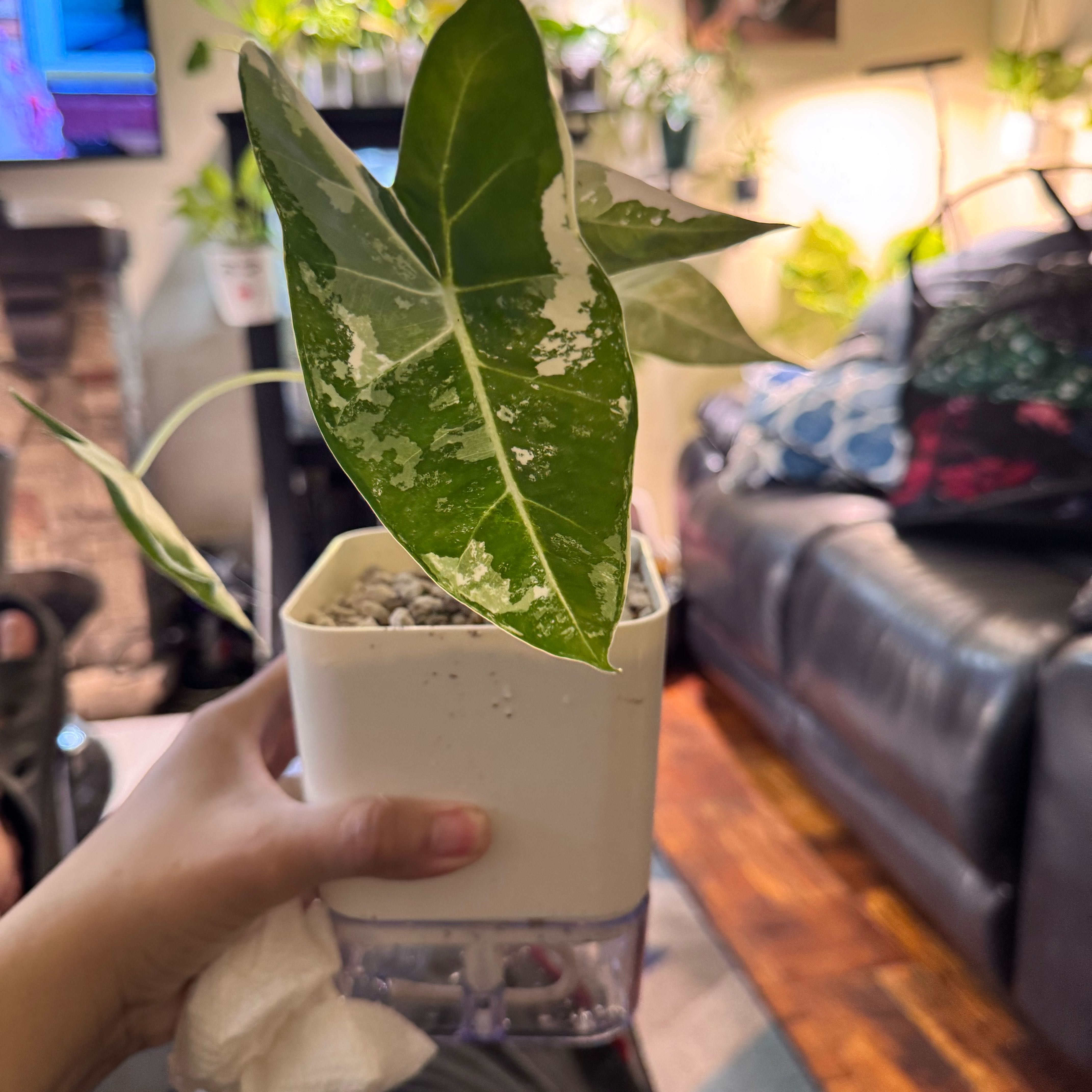 Photo of the plant species Variegated Alocasia frydek by @ChosenProlifica named Marilyn on Greg, the plant care app
