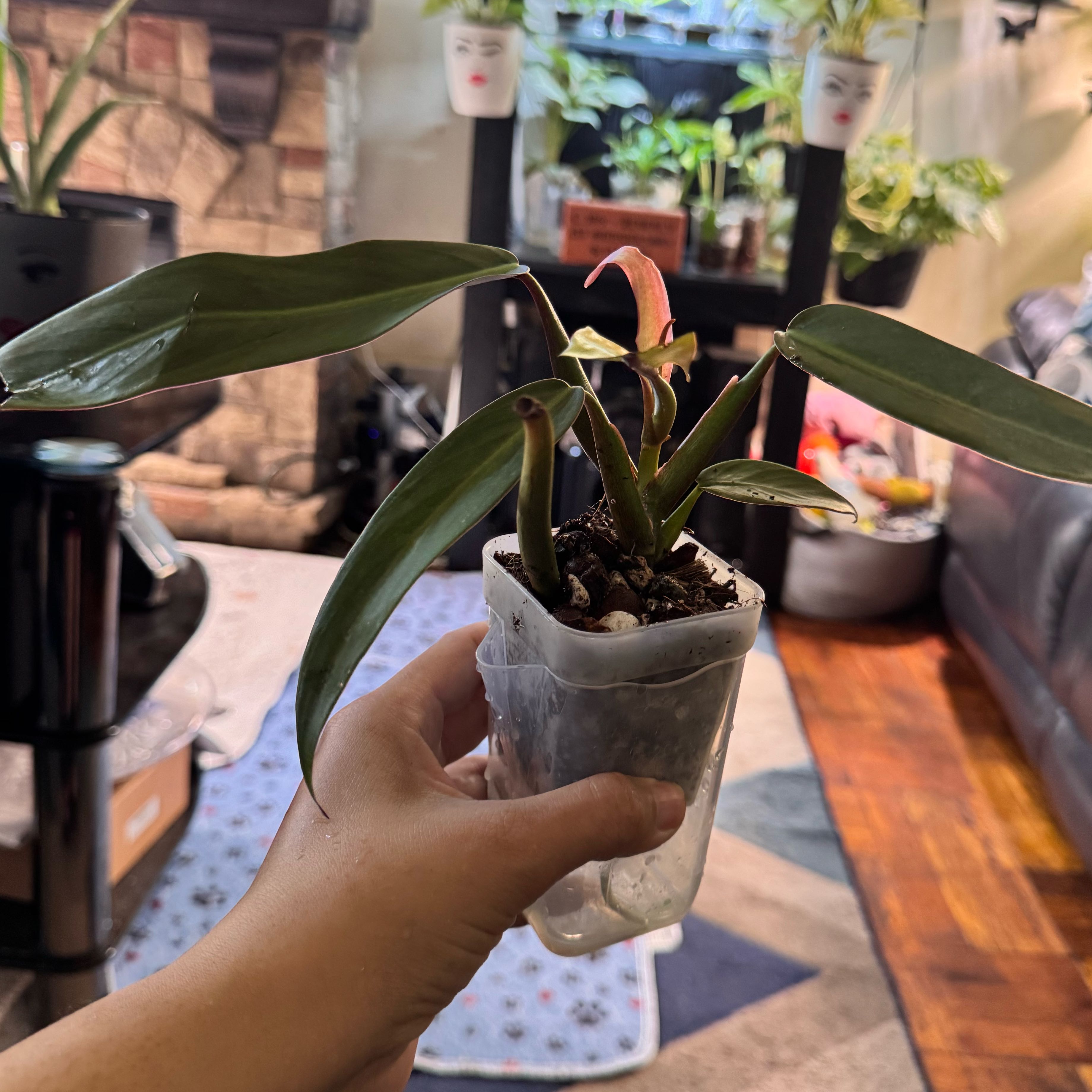 Photo of the plant species Philodendron bicolor by @ChosenProlifica named Lola on Greg, the plant care app