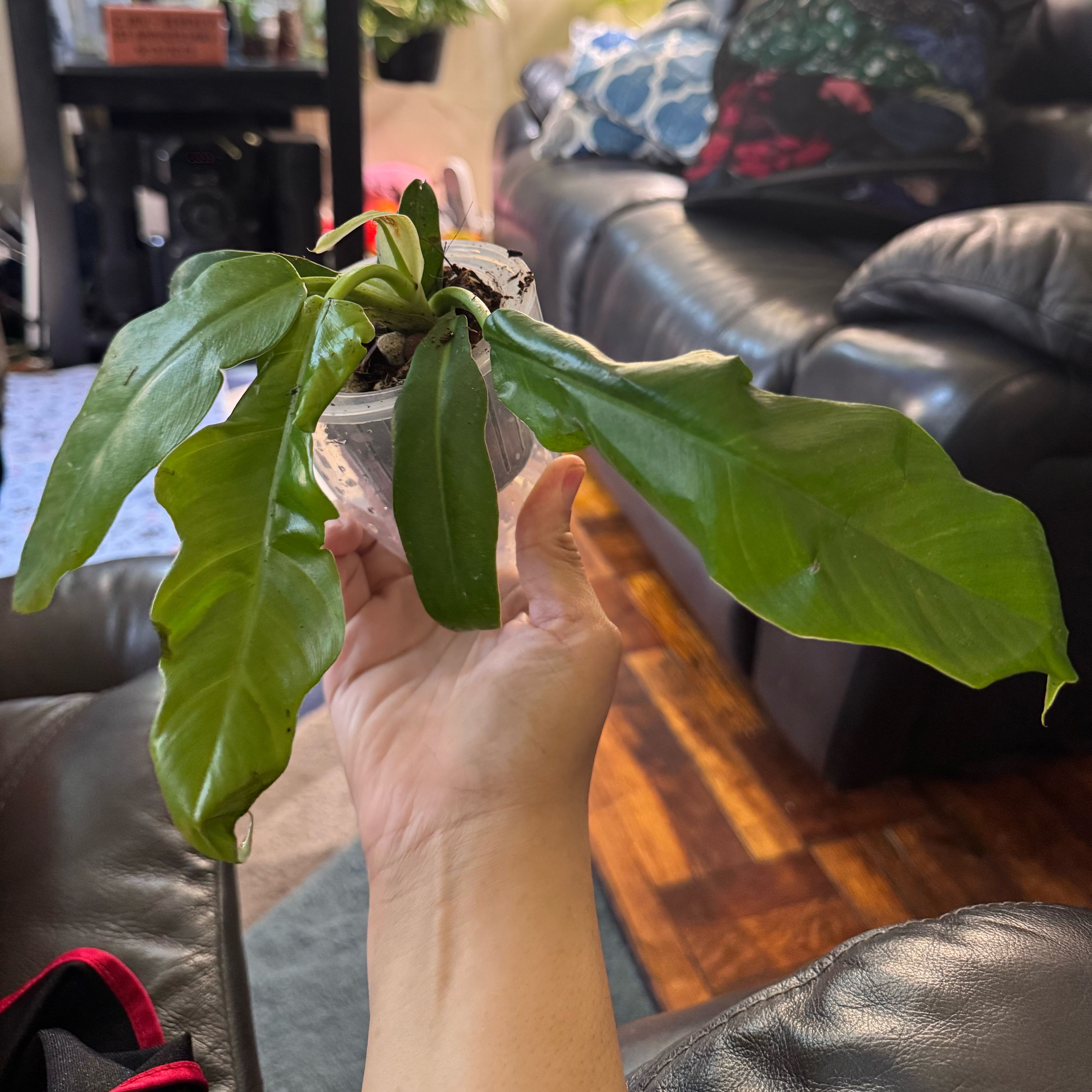 Photo of the plant species Tiger Tooth Philodendron by @ChosenProlifica named Harmony on Greg, the plant care app