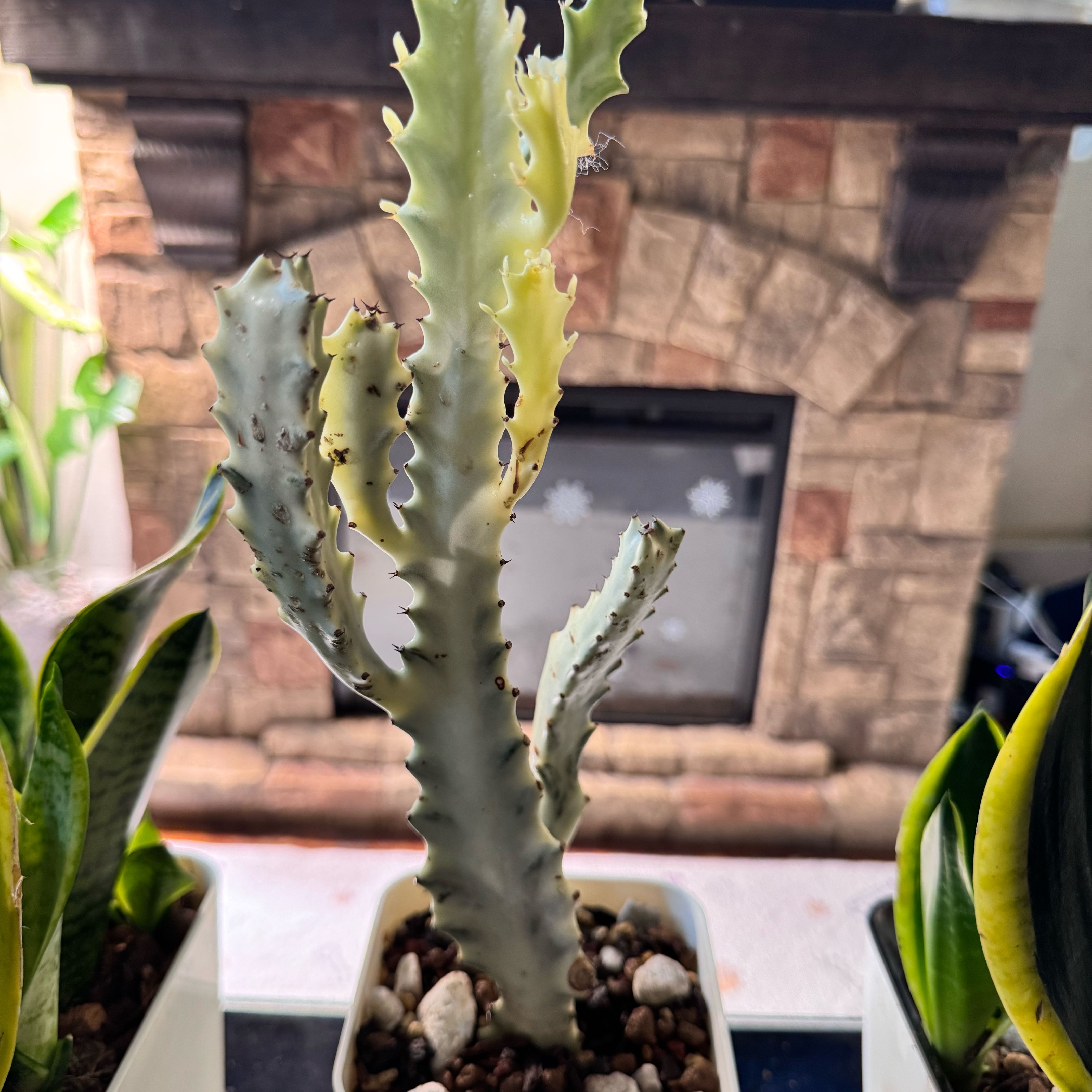 Photo of the plant species White Ghost Cactus by @ChosenProlifica named Peter Parker on Greg, the plant care app