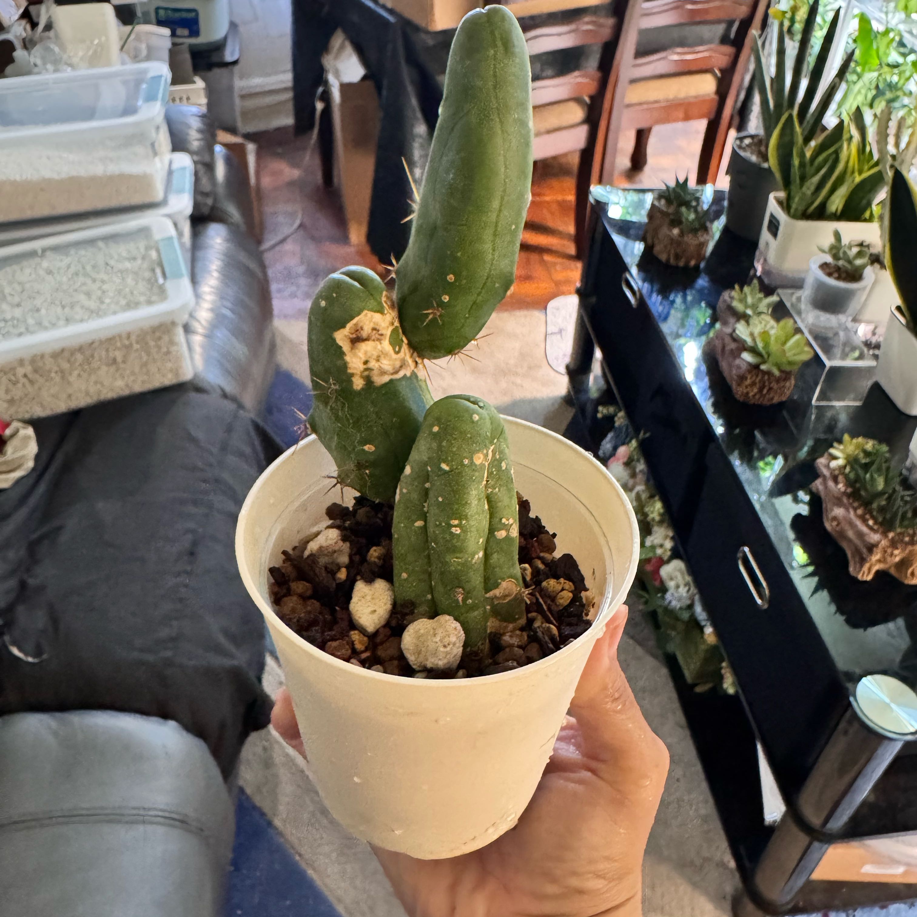 Photo of the plant species Penis cactus by @ChosenProlifica named LiloStitch on Greg, the plant care app