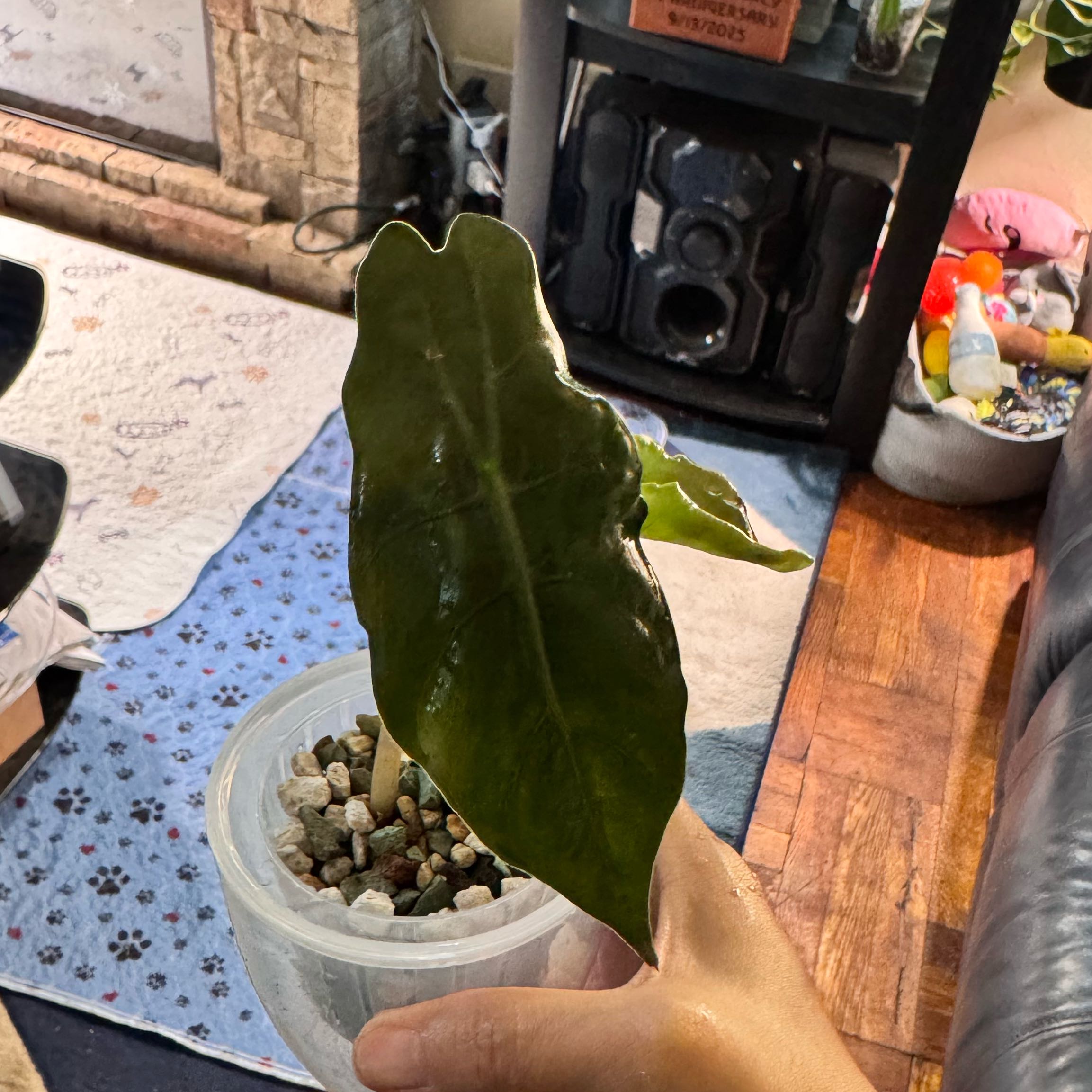 Photo of the plant species Alocasia by @ChosenProlifica named Plato on Greg, the plant care app